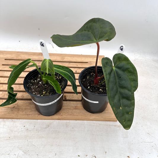 Combo Sale - Anthurium Warrocquenum Queen & Anthurium Luxurians x Crysrallinum Dark