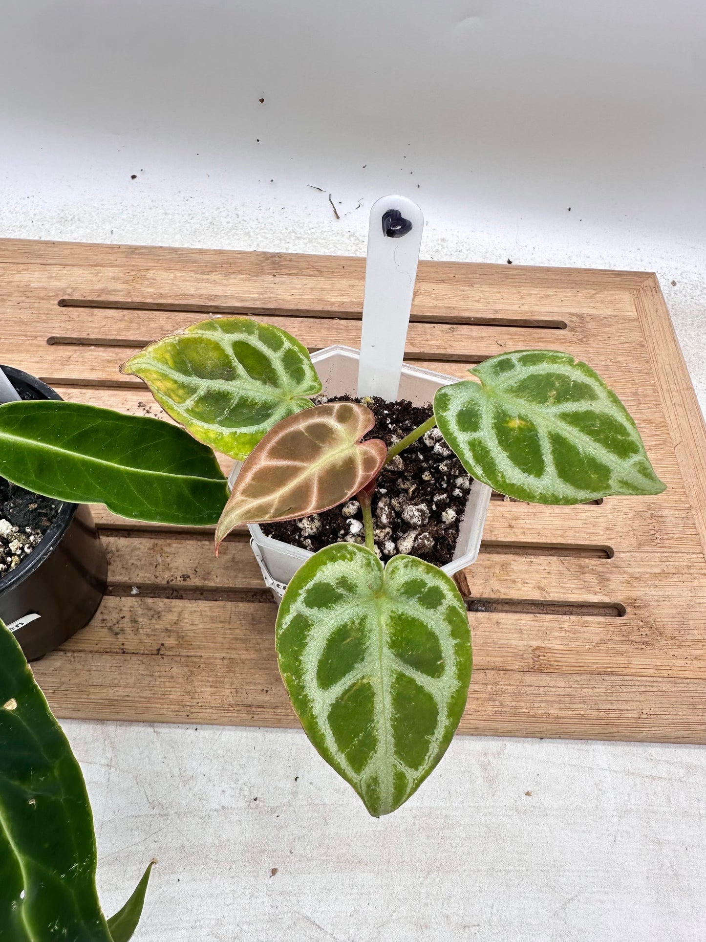 Combo Sale - Anthurium Warocquenum Queen & Anthurium Red Tiger