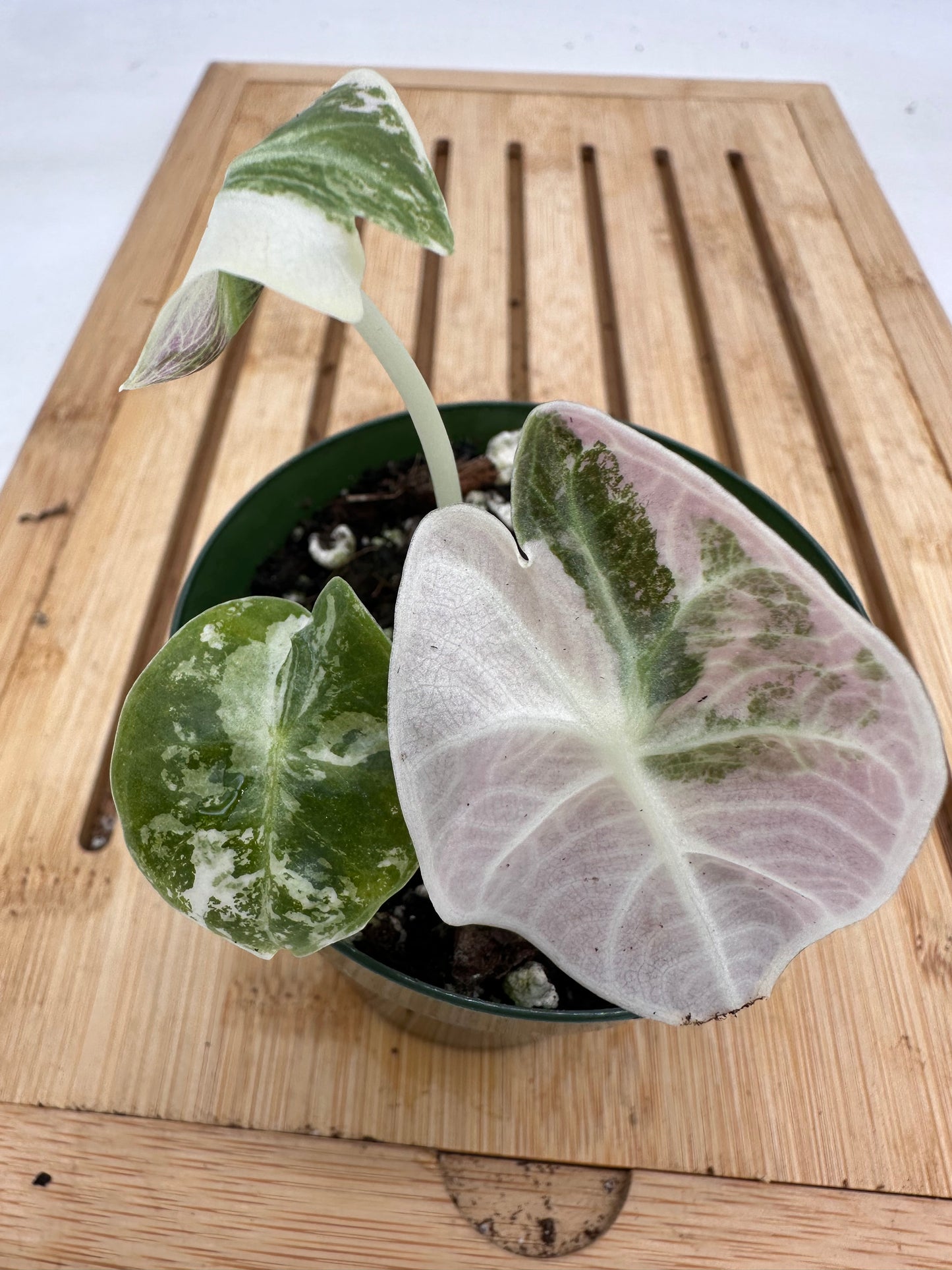 Alocasia Watsoniana Albo Pink Variegated