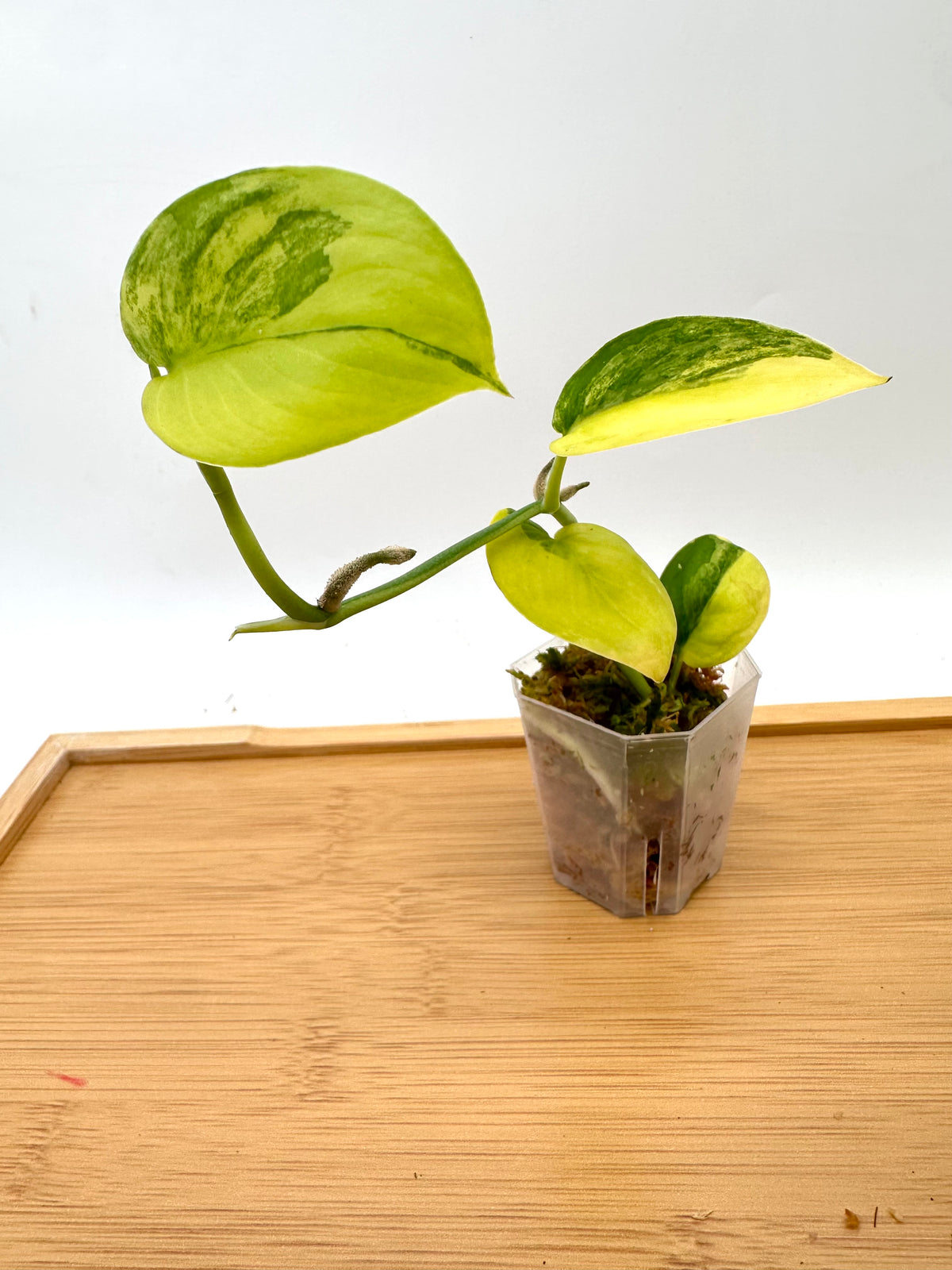 Scindapsus Jade Satin Variegated