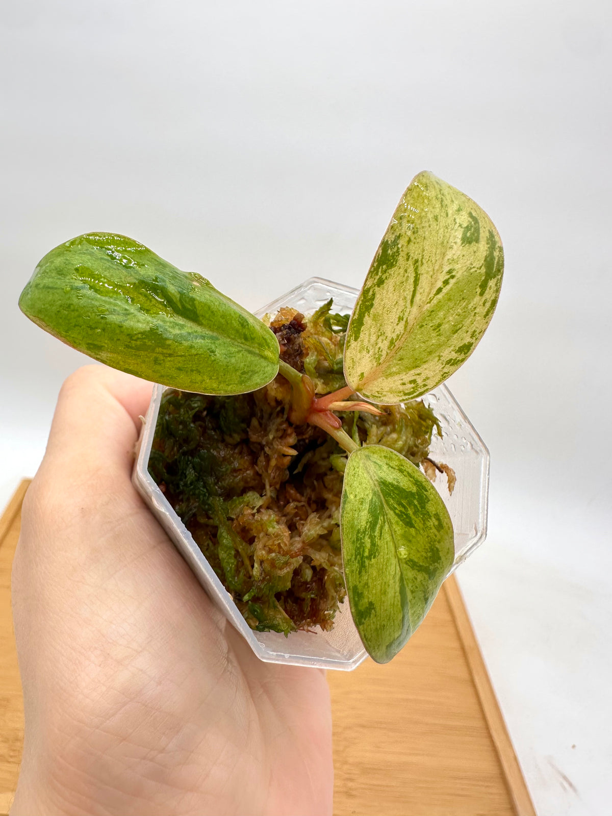 Philodendron Red Congo Dwarf Mint Variegated - Small prop