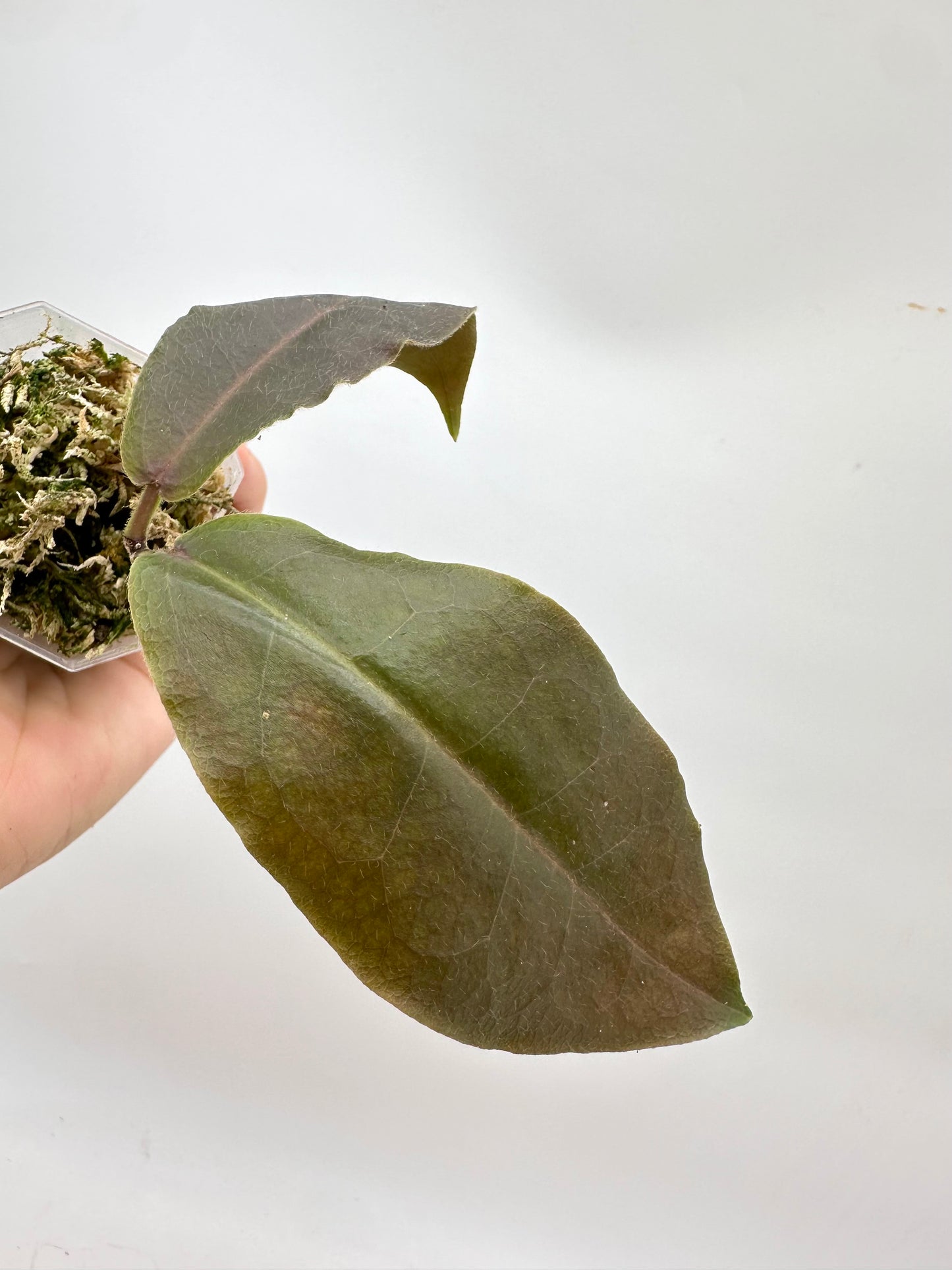 Hoya Versgeetii