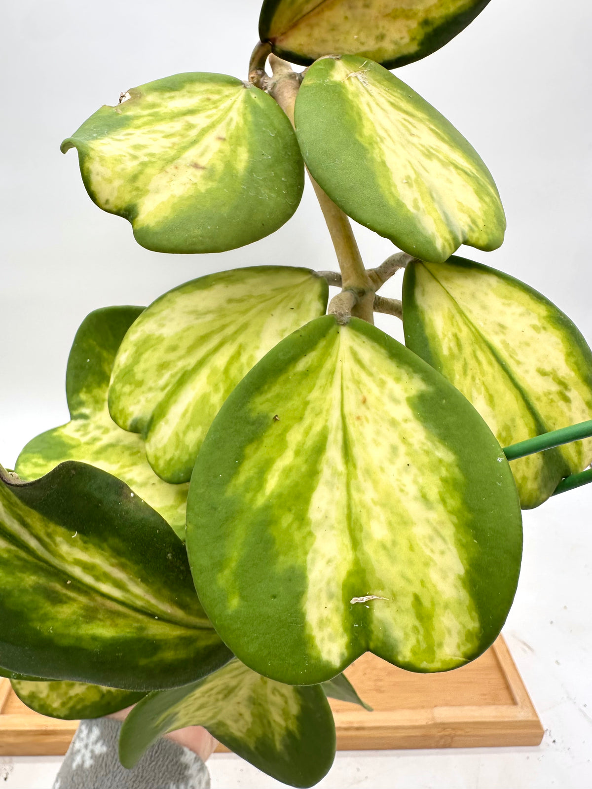 Hoya Kerri Inner Variegated - Multiple Growths