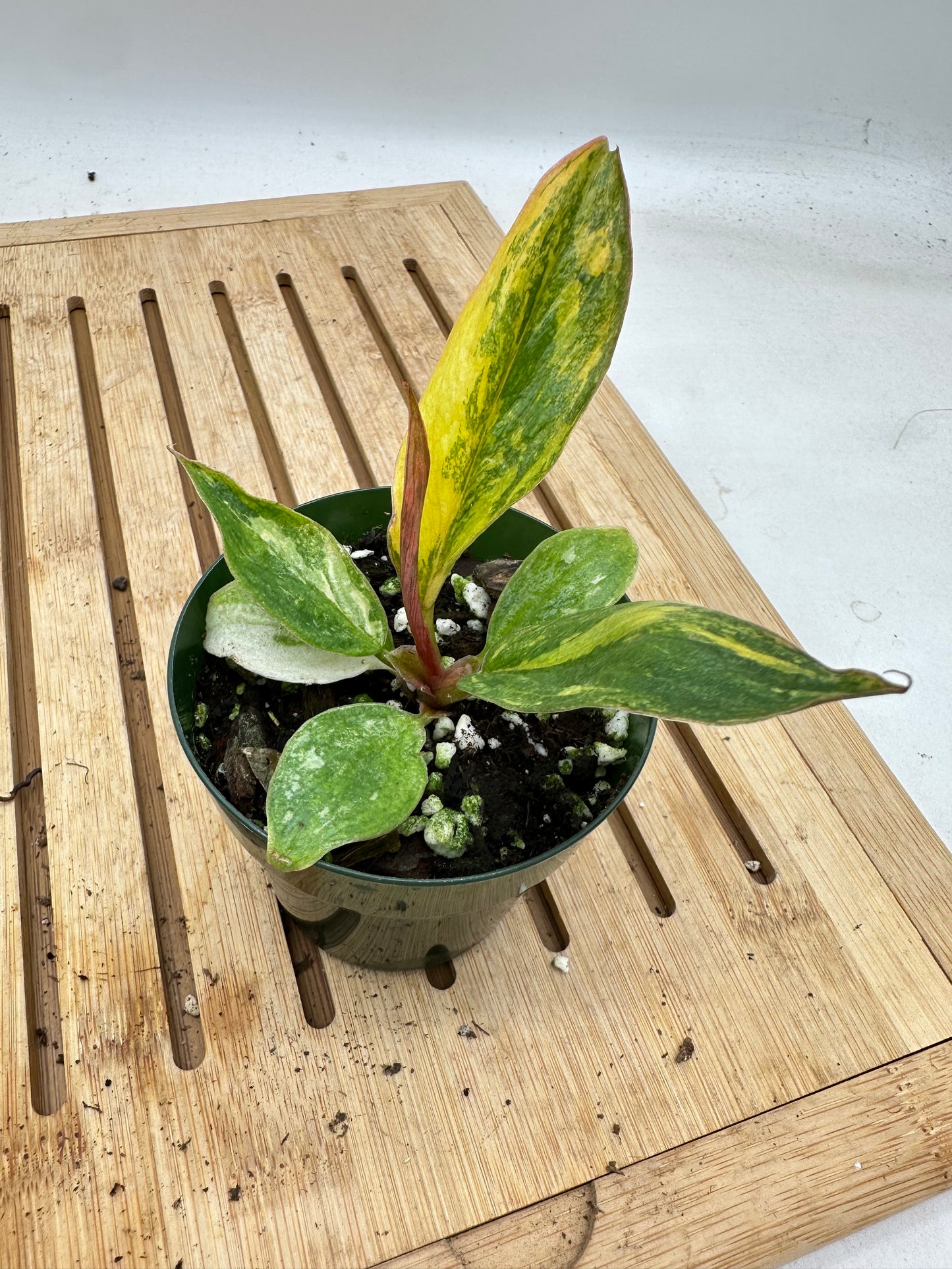 Philodendron Caramel Marble Variegated