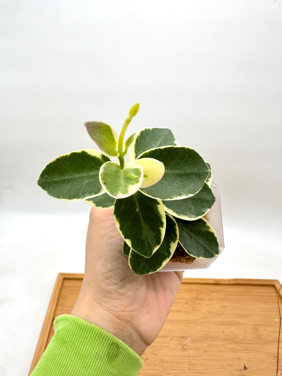 Hoya Cummingiana Albo