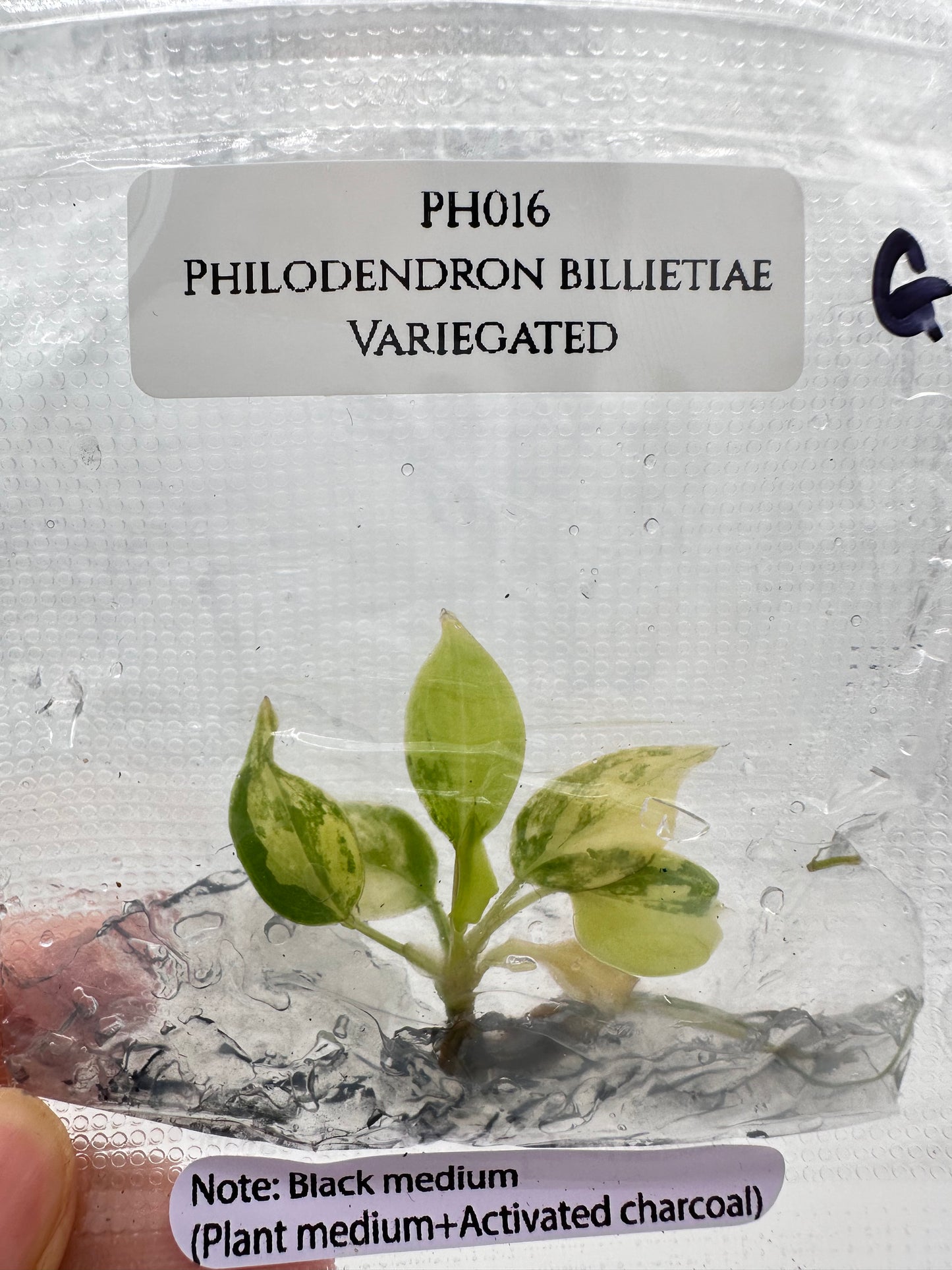 Tissue Culture - Philodendron Billietiae Variegated