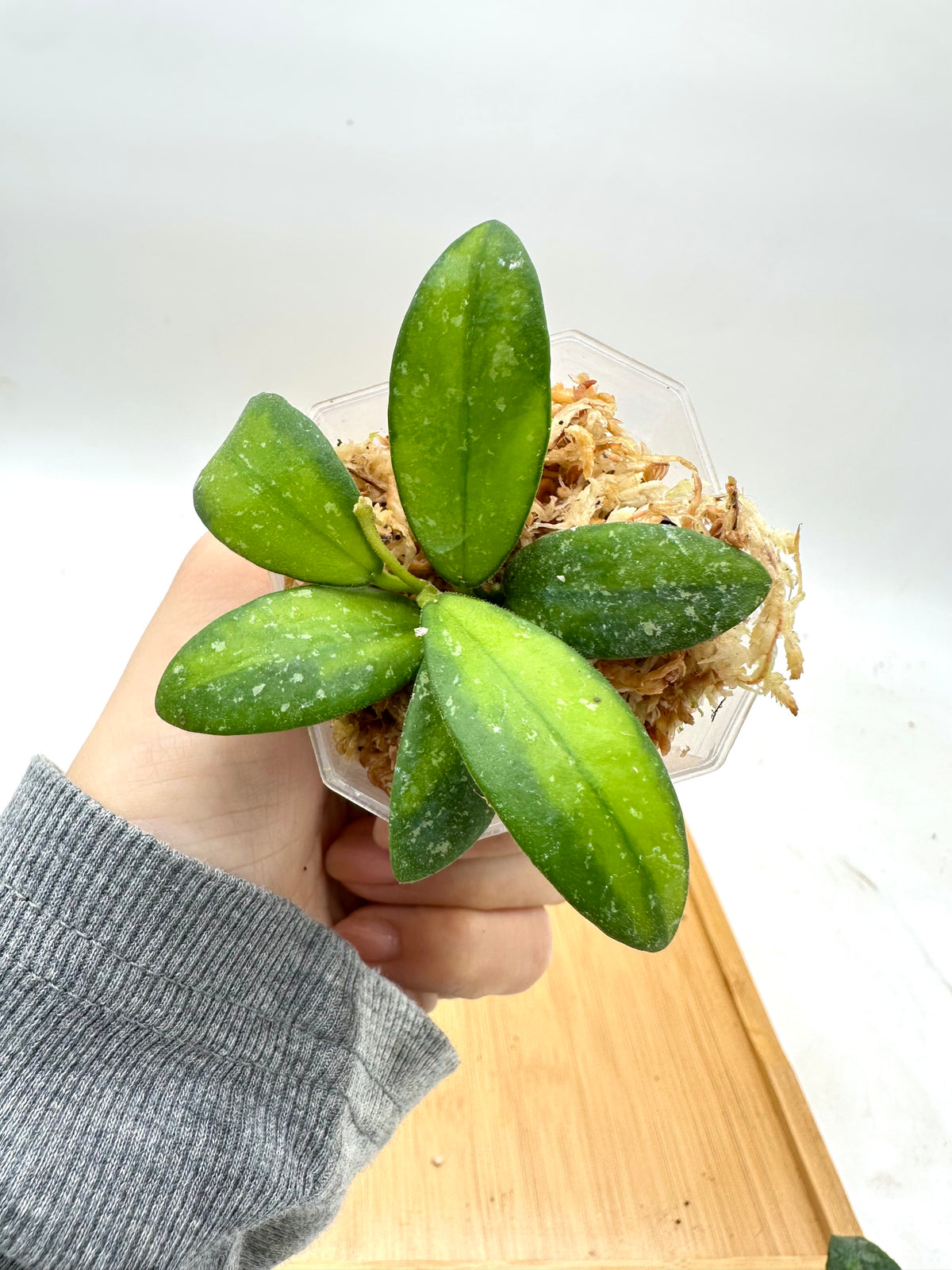 Hoya VL9 Variegated Splash