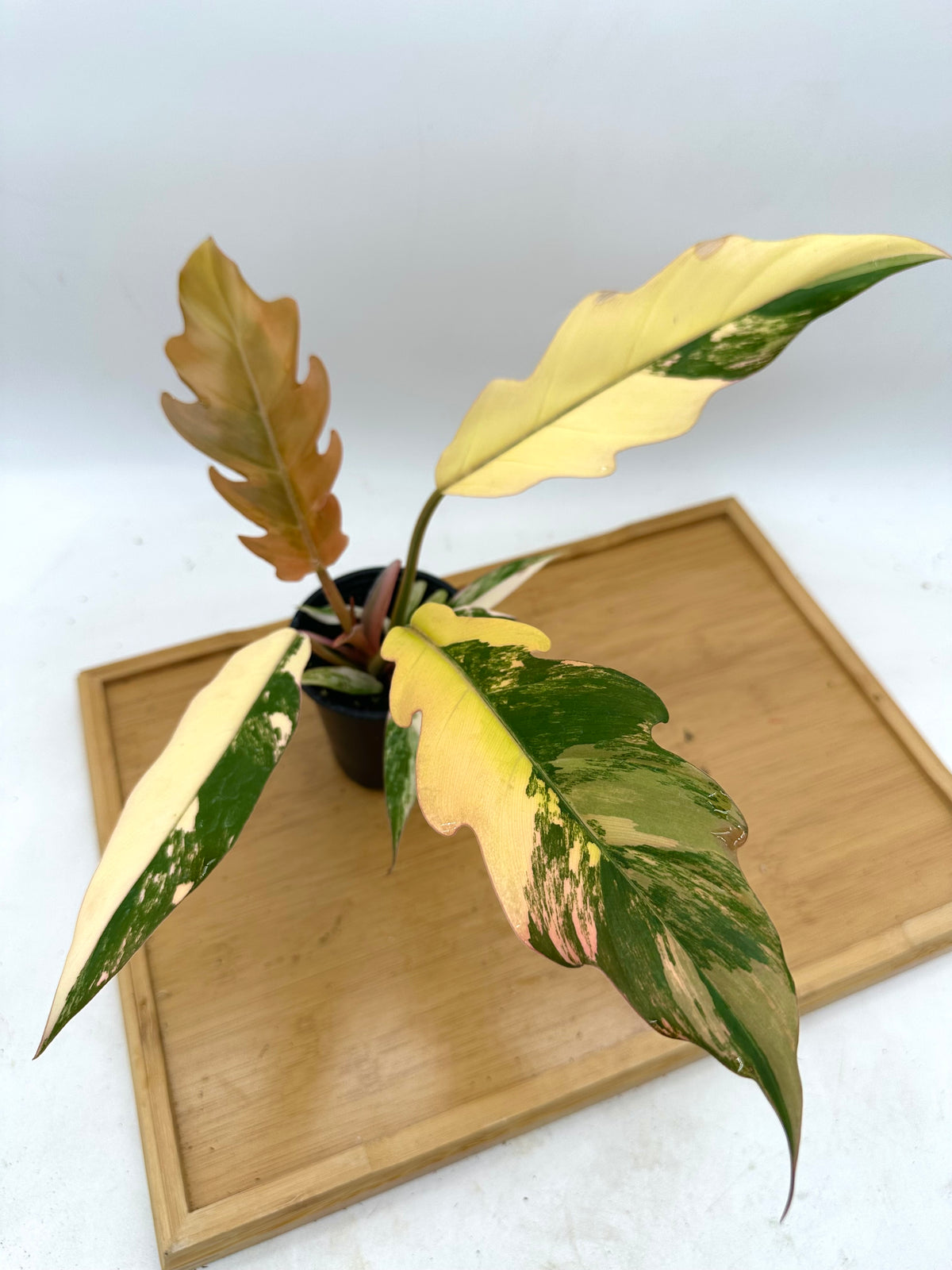 Philodendron Caramel Marble Variegated