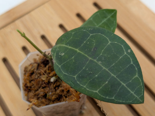 Hoya Elliptica