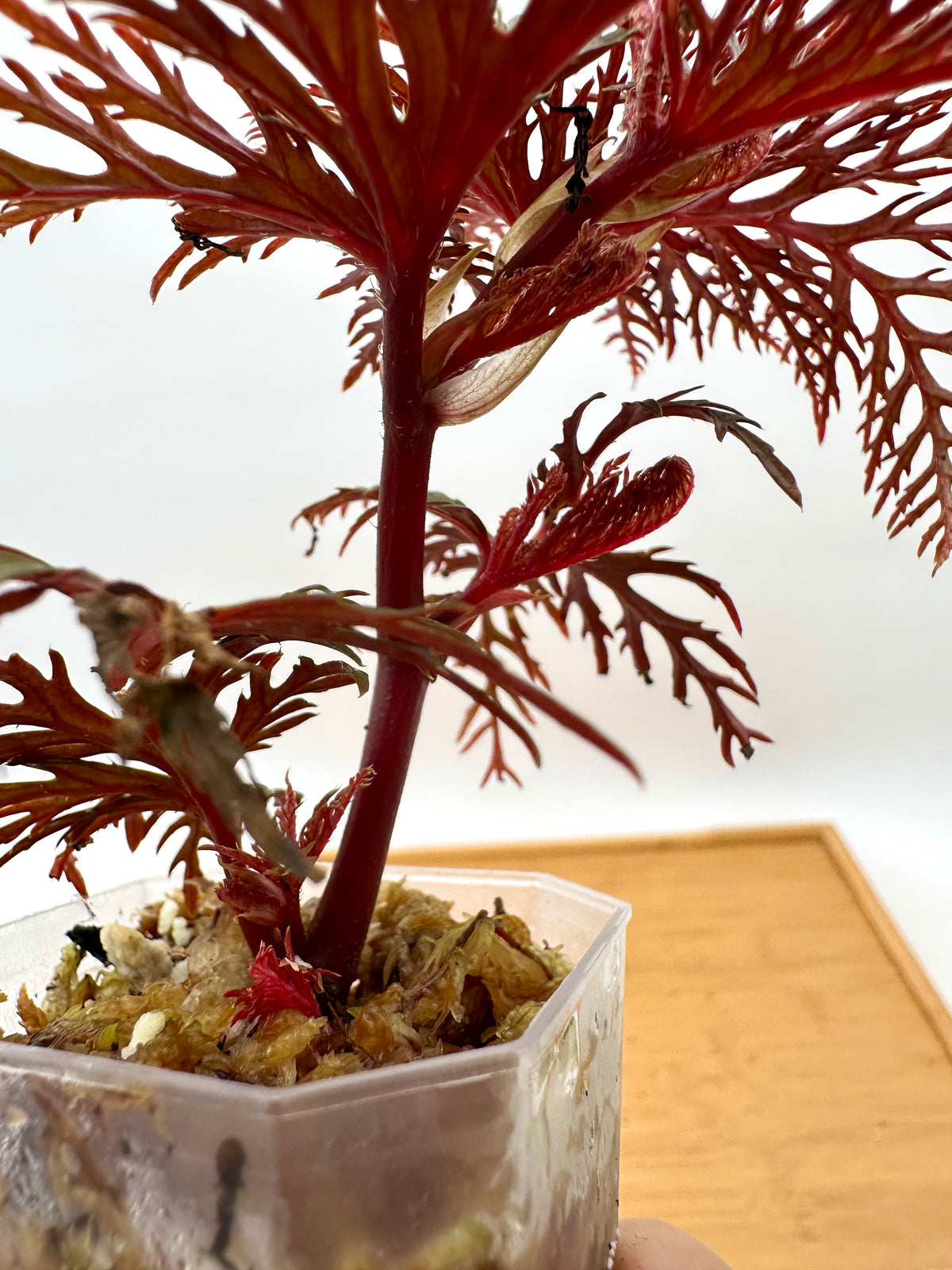 Begonia Fern Leaf