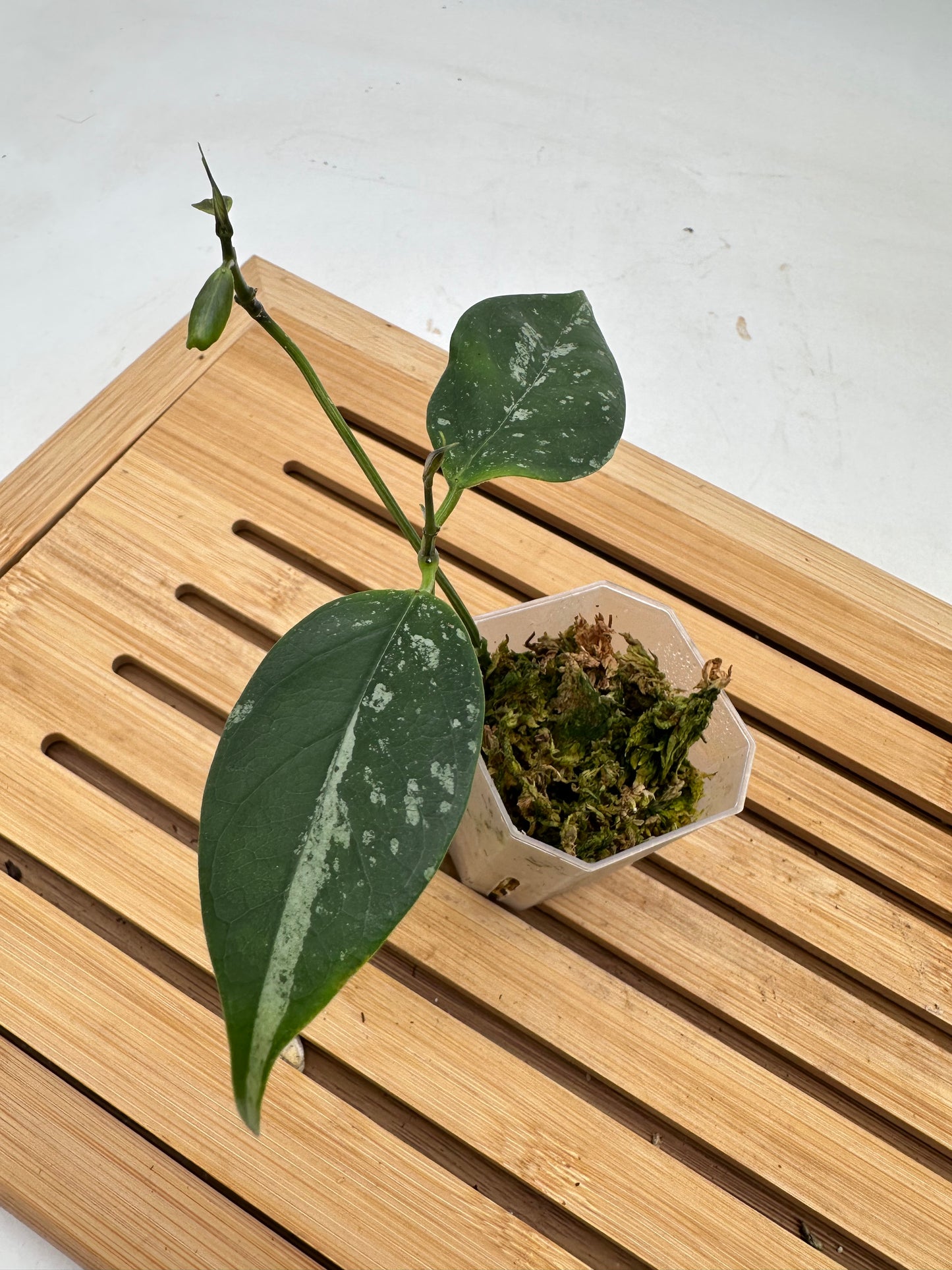 Hoya Coriacea Splash
