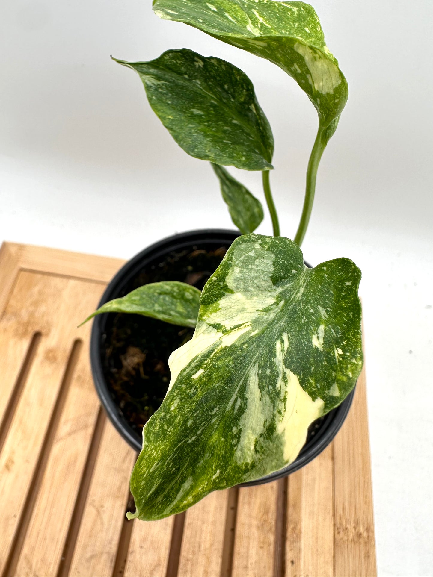 Monstera Miracle ‘Tri-Color Variegation’