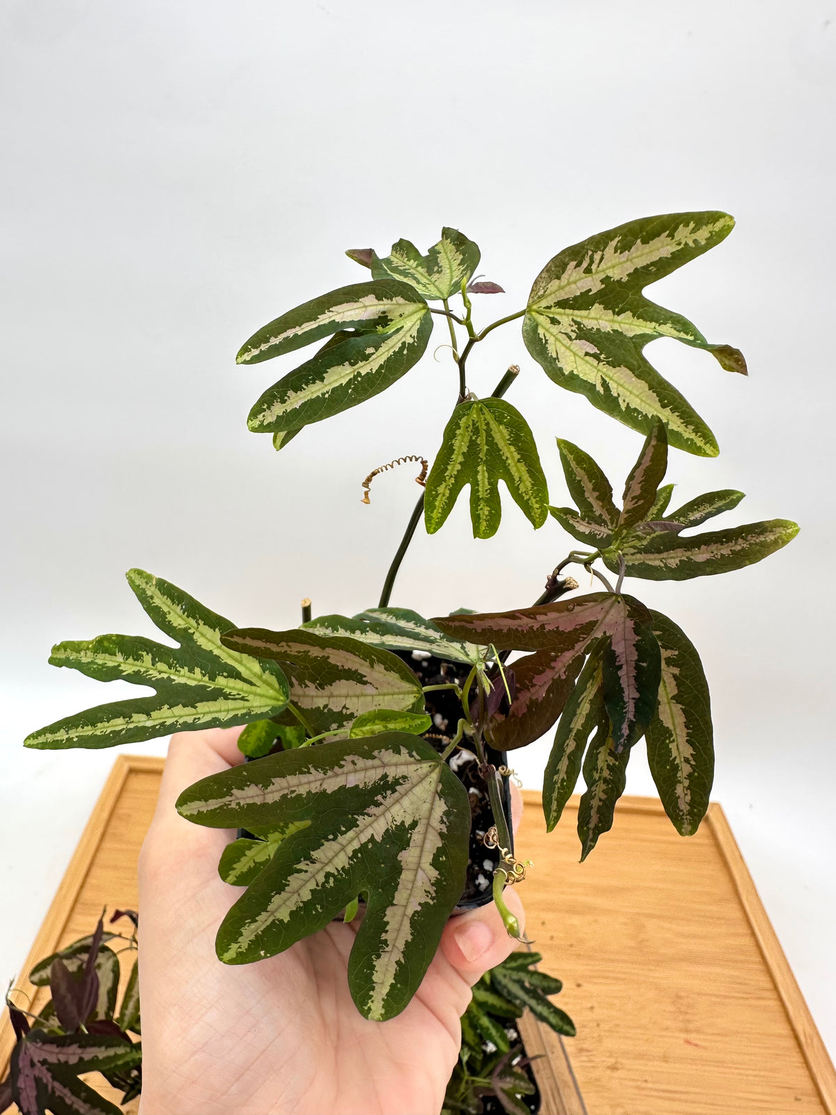 Passiflora Trifasciata Purple - Multiple plants in each pot