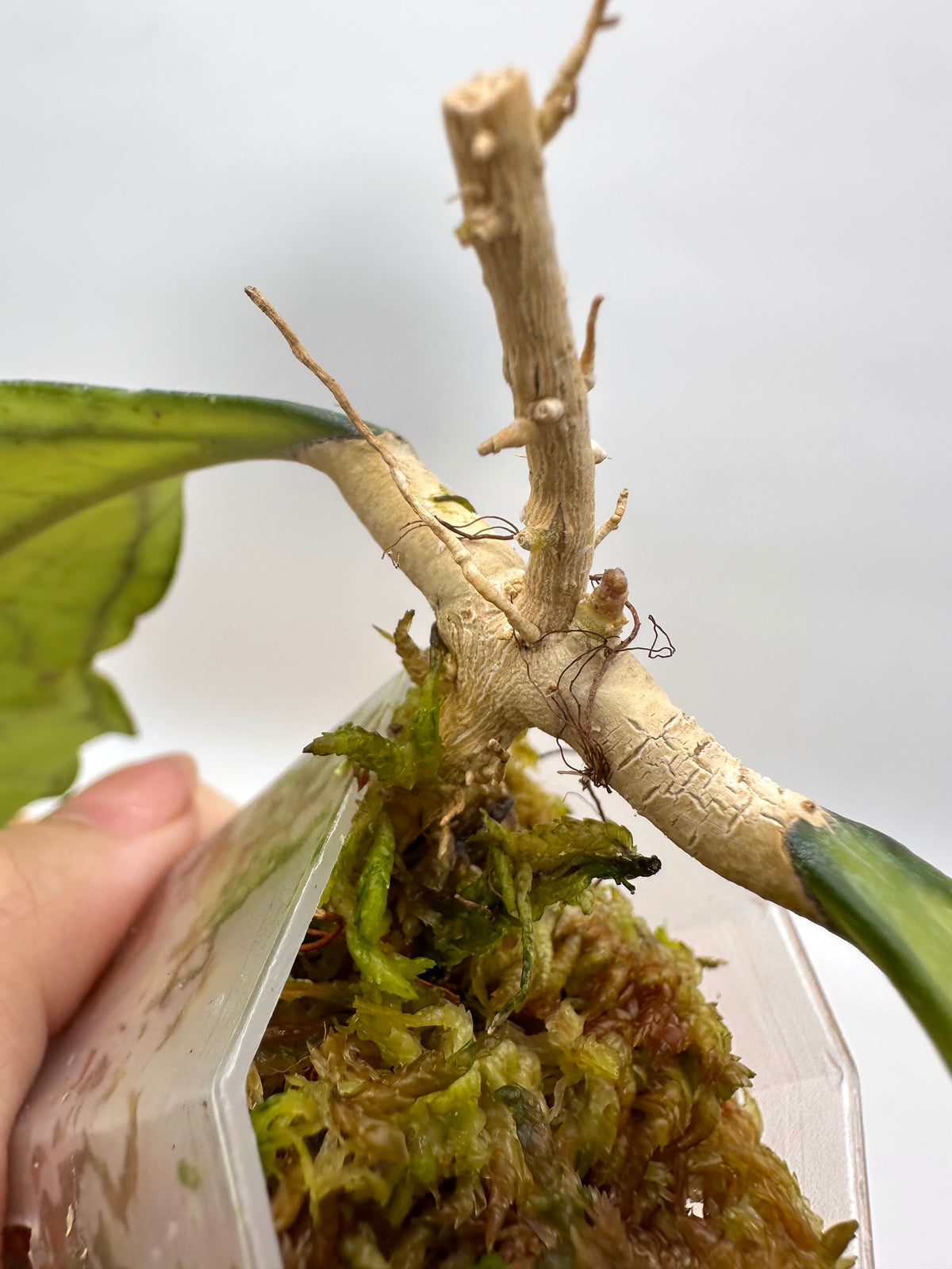 Hoya Kalimantan BP