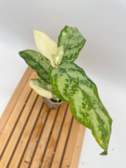 Aglaonema Manila Pride - 4 Growths