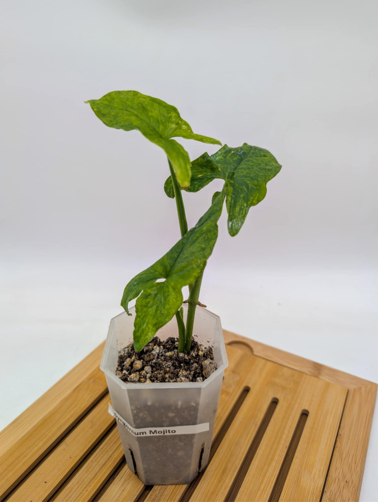 Syngonium Mojito