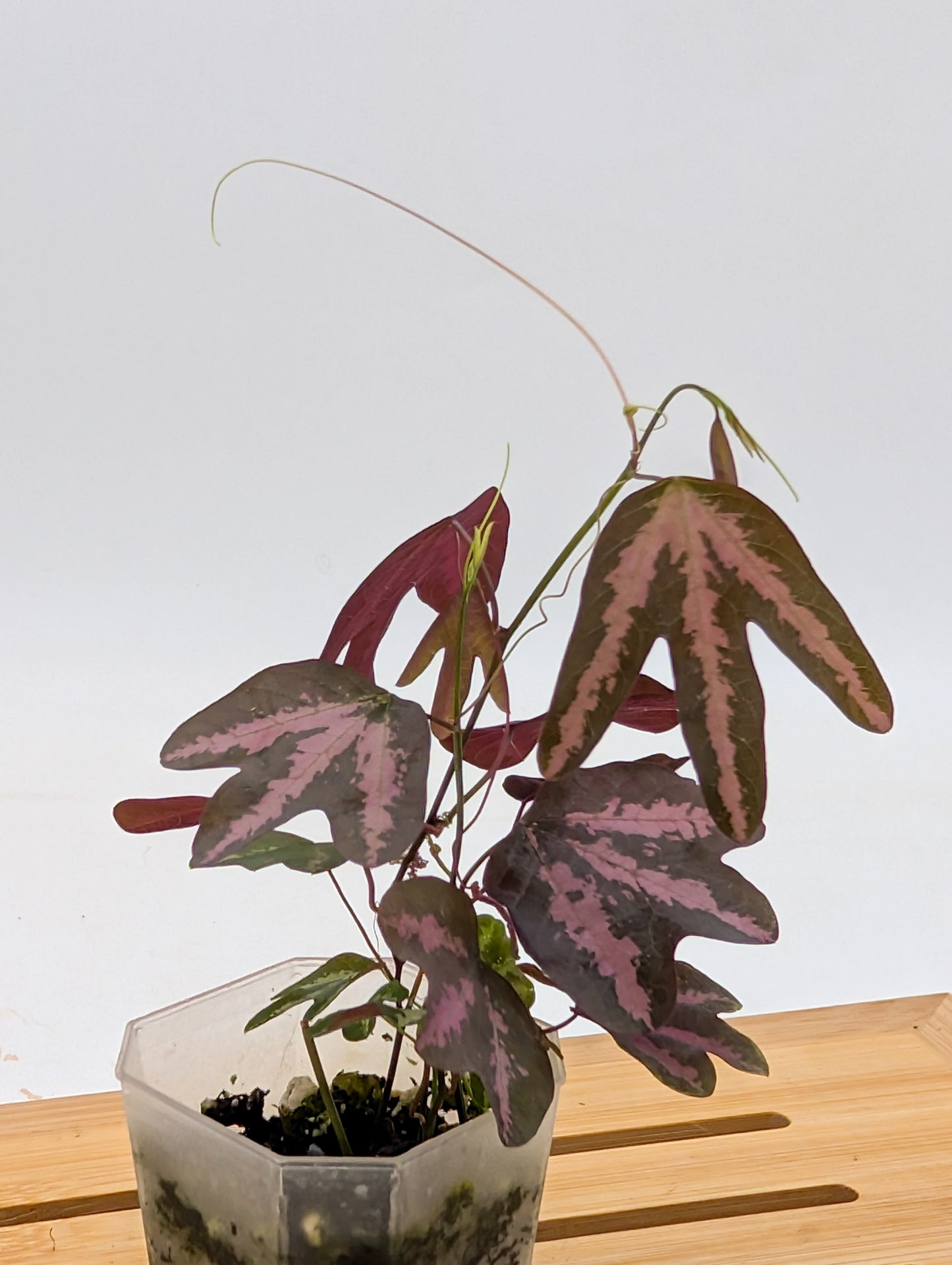Passiflora Trifasciata Purple - multiple plants in pot