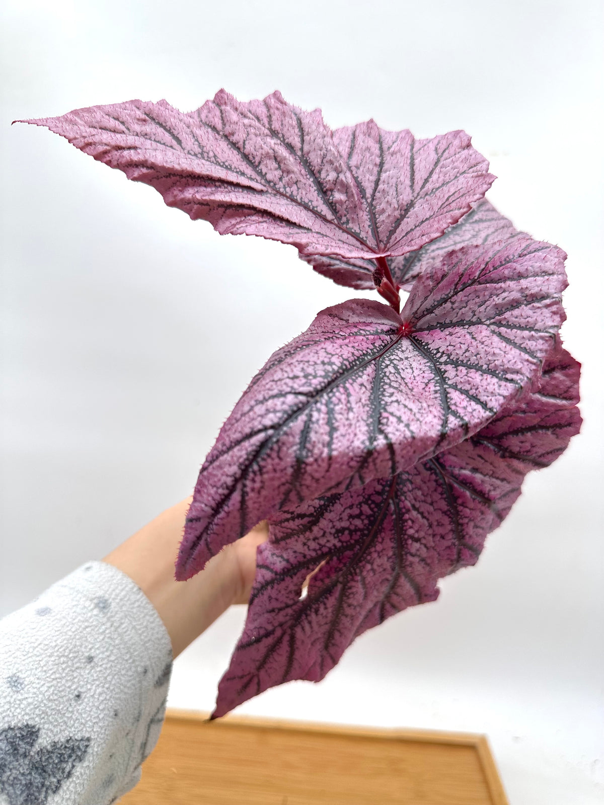 Begonia ‘Red Berry’