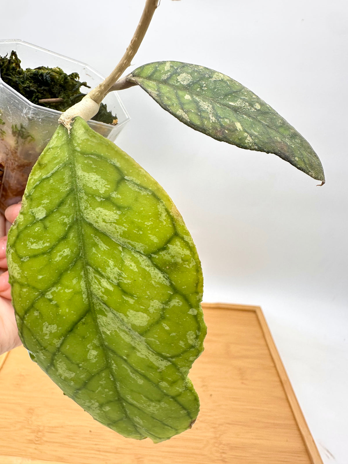 Hoya Previously Vitellinoides