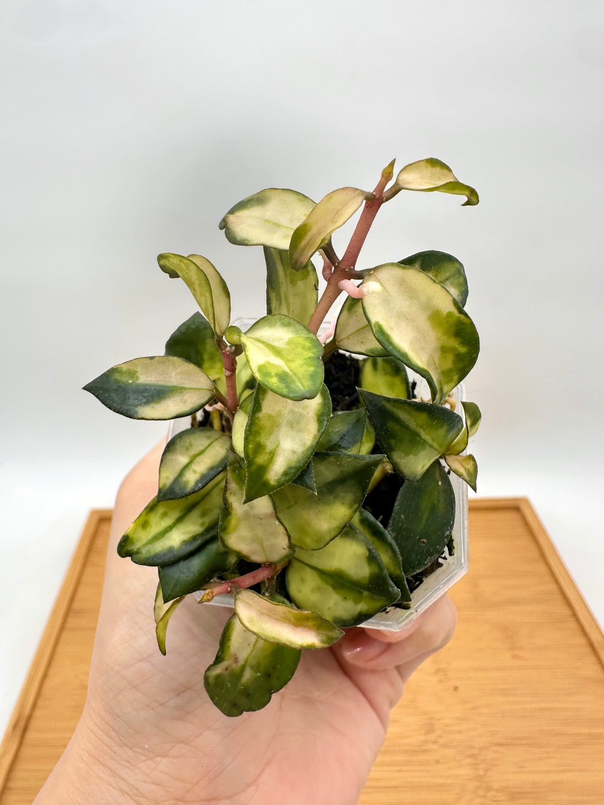 Hoya Lacunosa ‘Bruno Tricolor’ Variegated
