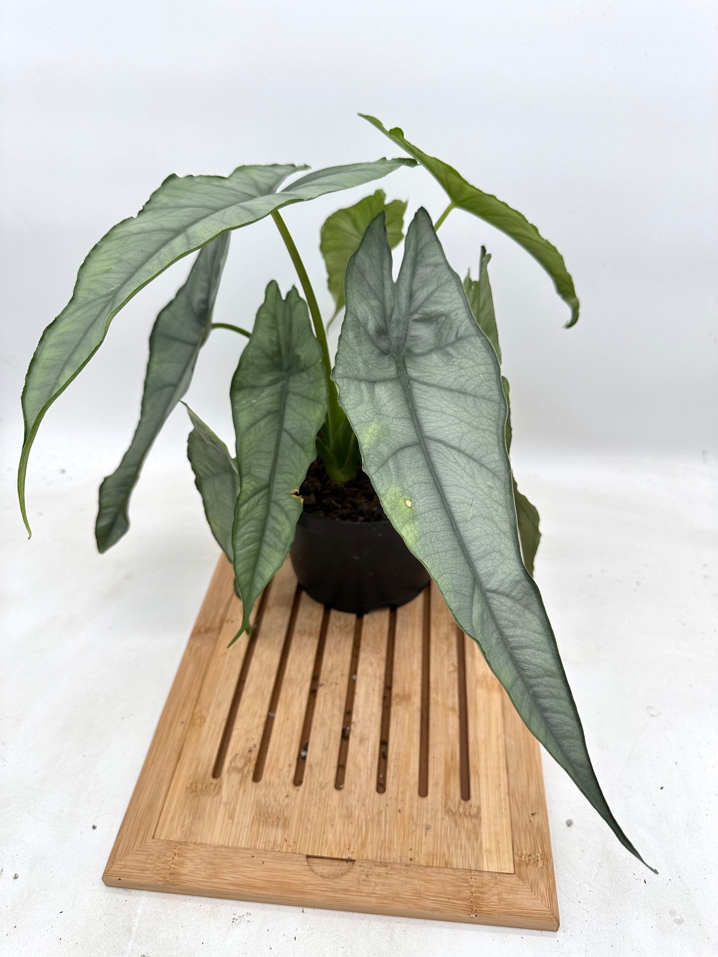 Alocasia Dragon’s Breath