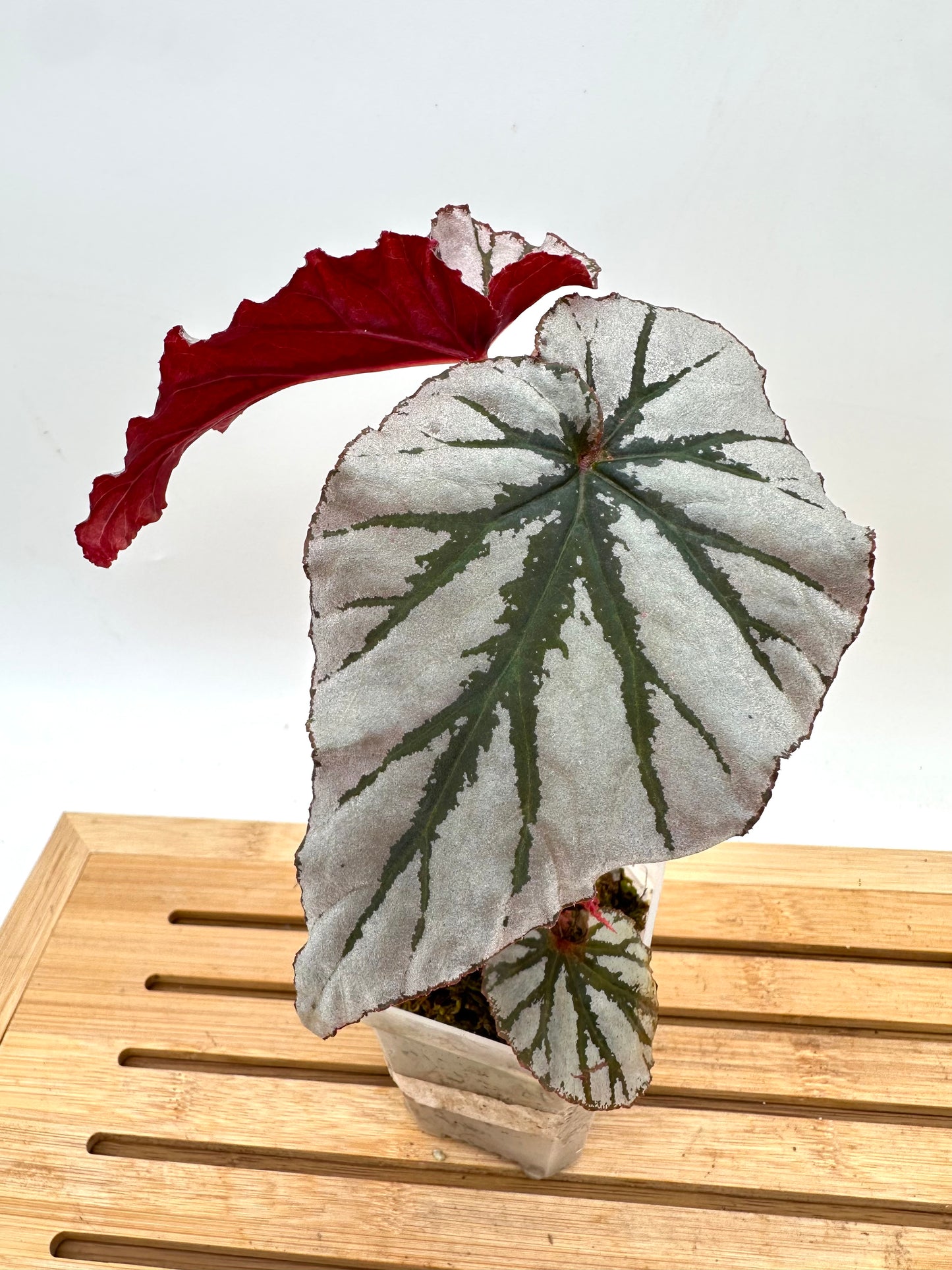 Begonia Looking Glass