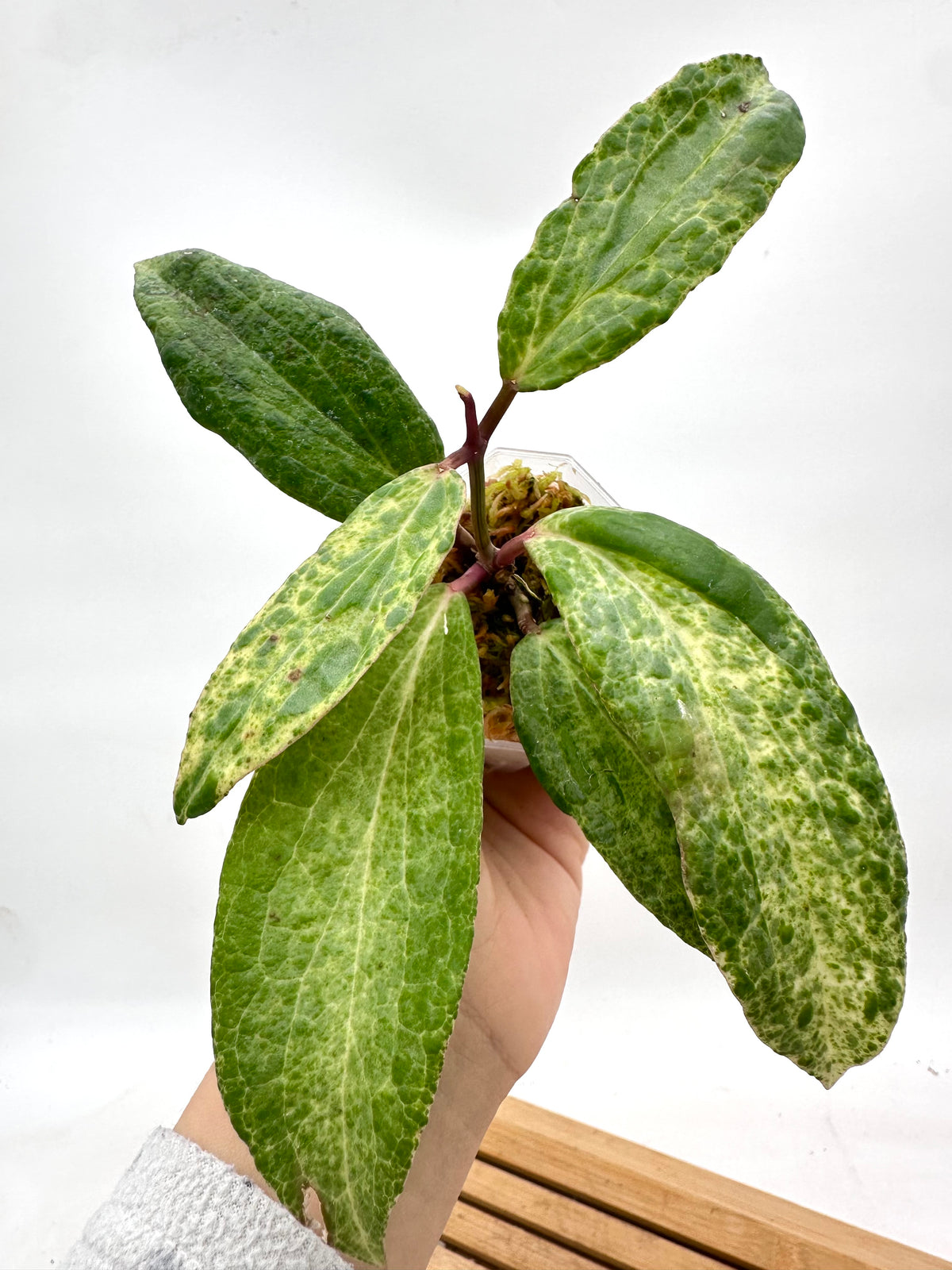 Hoya Crocodile