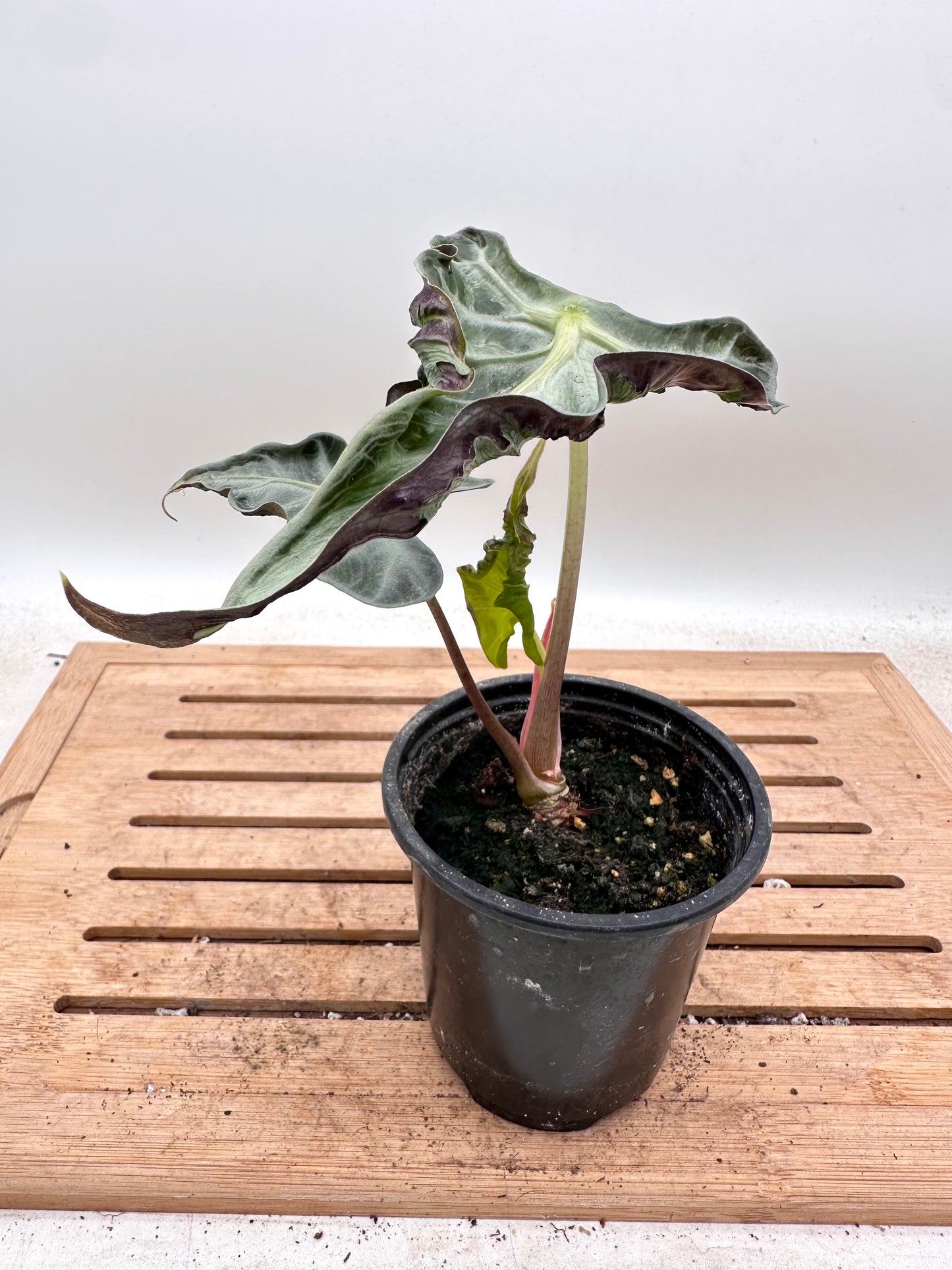 Alocasia Loco - Good size