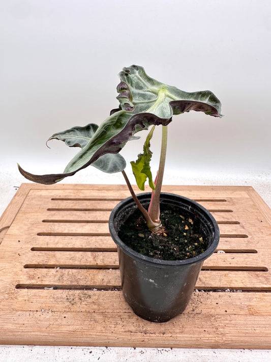Alocasia Loco - Good size