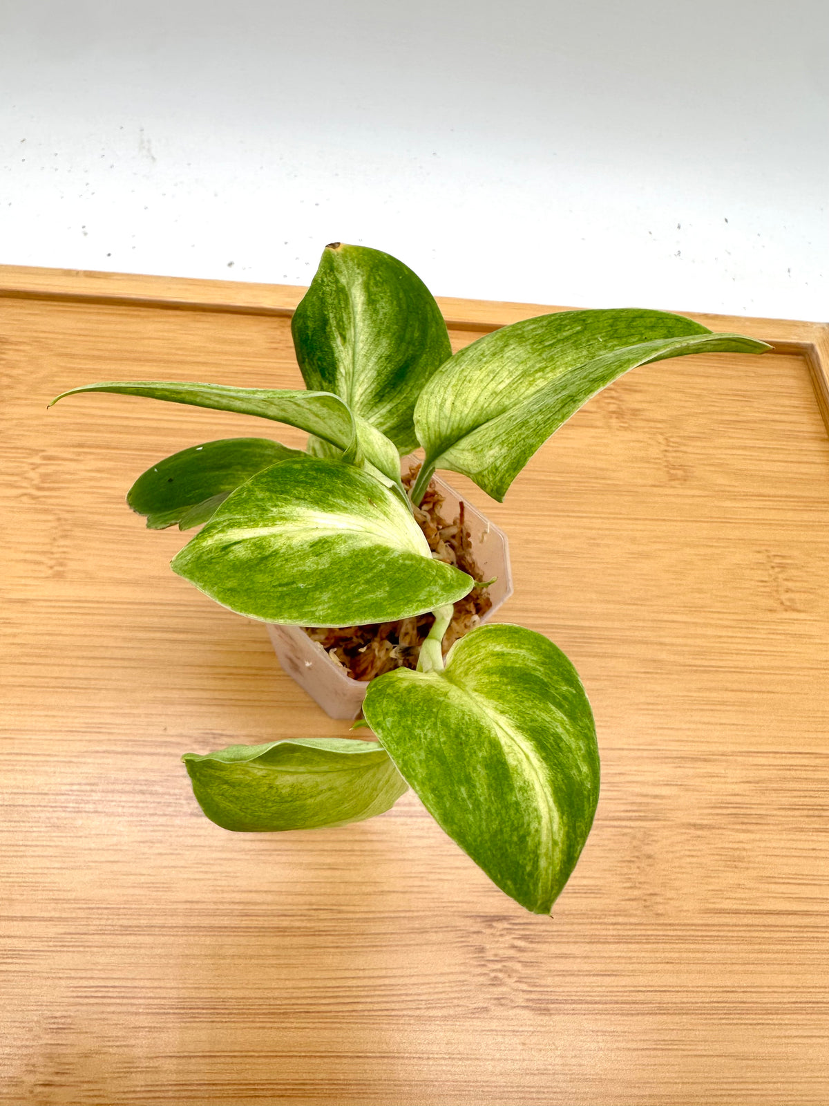 Scindapsus Treubii Mint Variegated