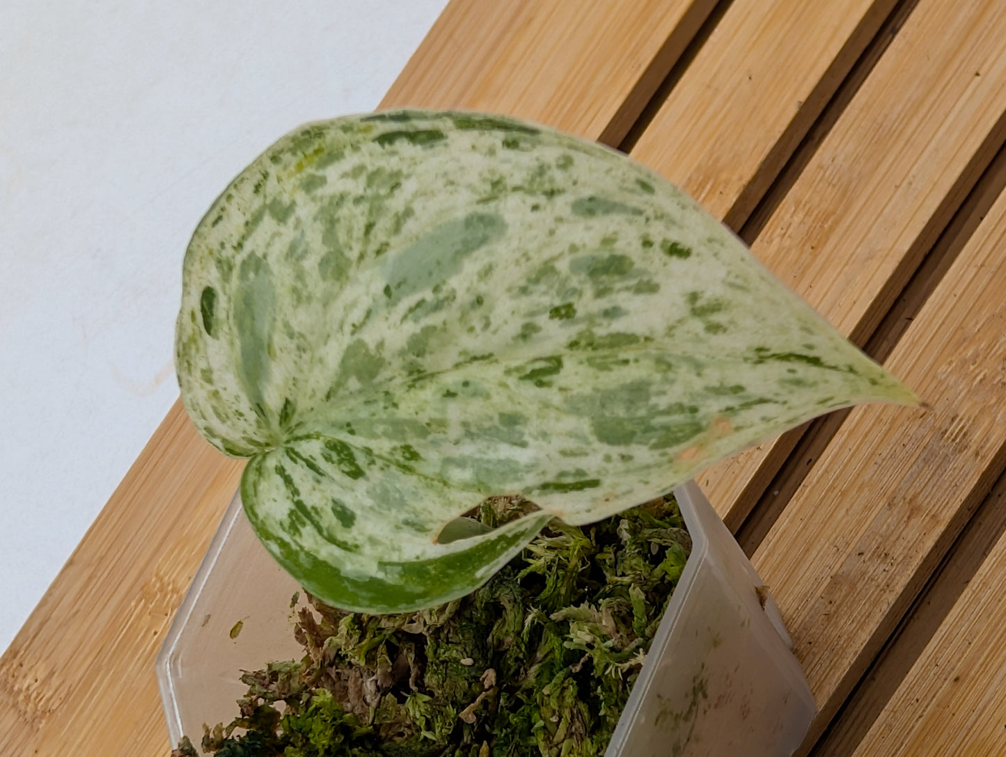 Scindapsus Peasun