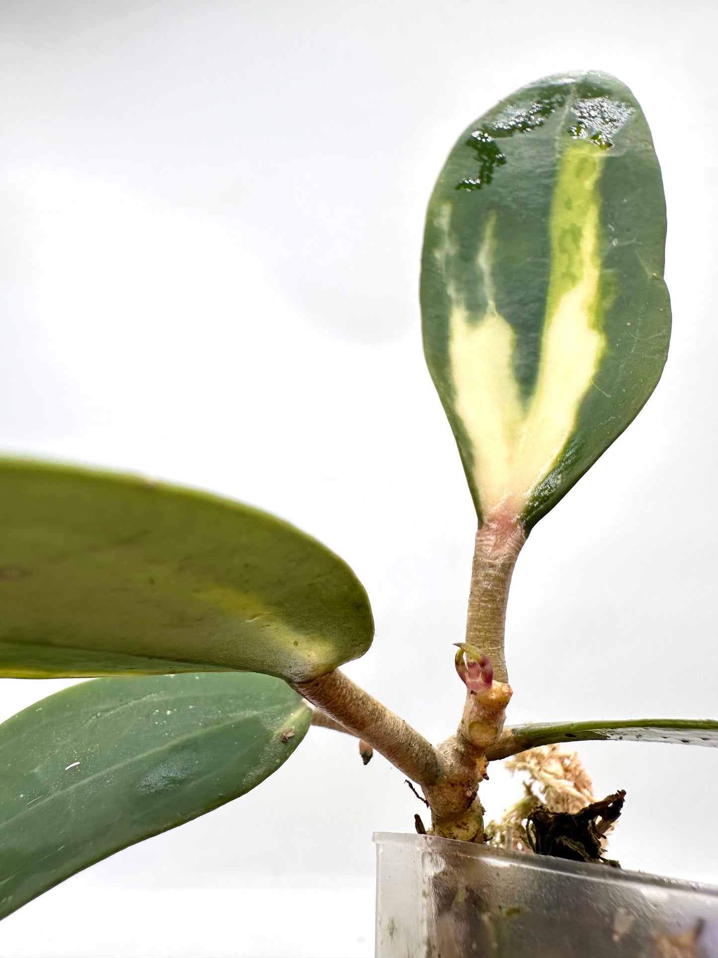 Hoya Acuta Inner Variegated