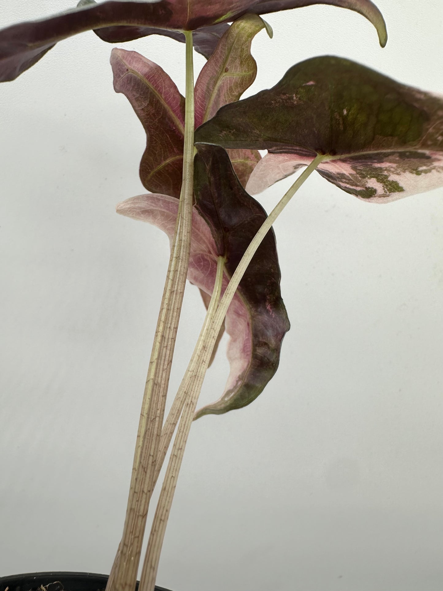 🦄🦄Alocasia Sanderiana Nobilis Pink Variegated (Originally from US Grower)