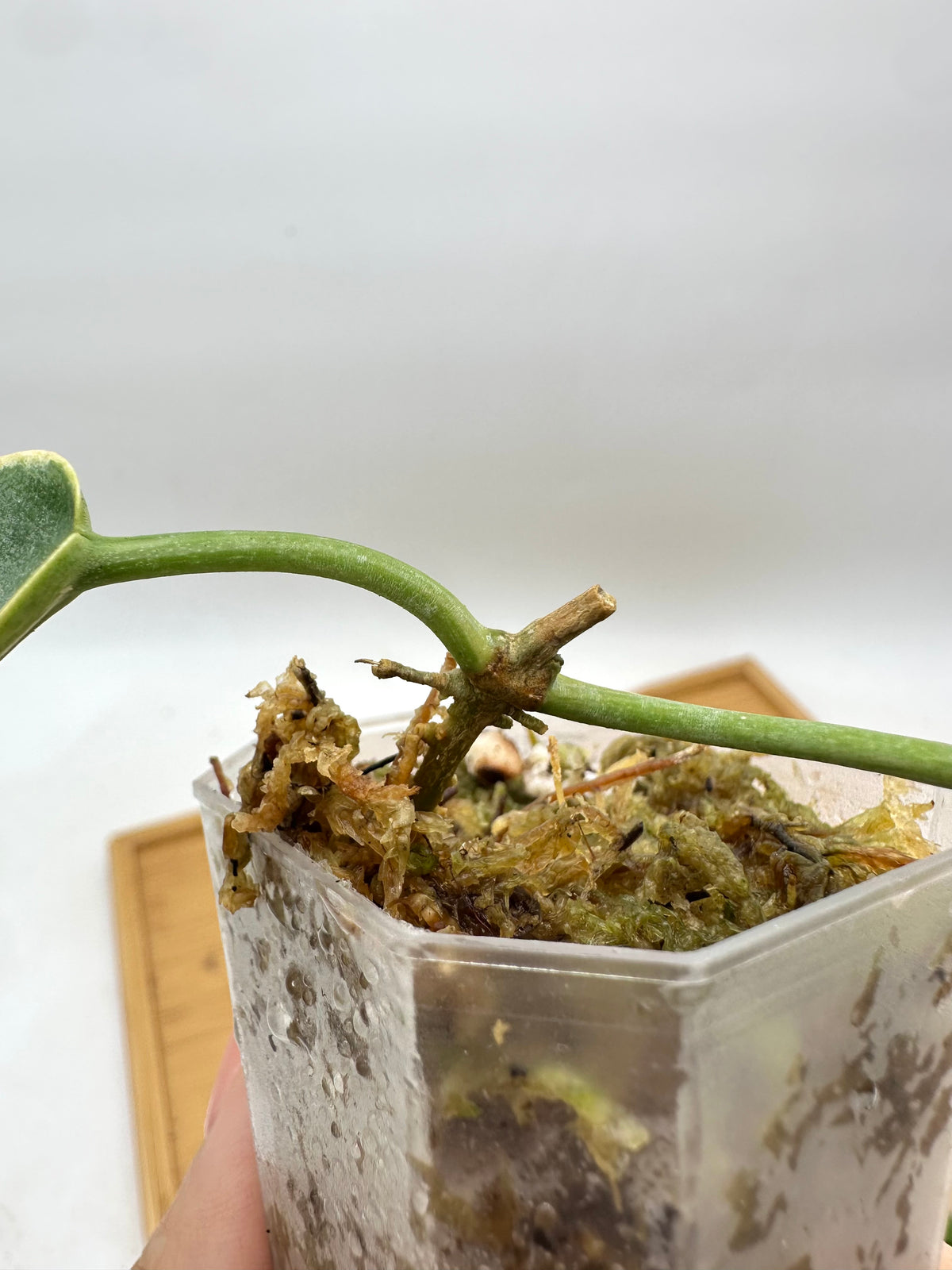 Hoya Archboldiana Albo Variegated