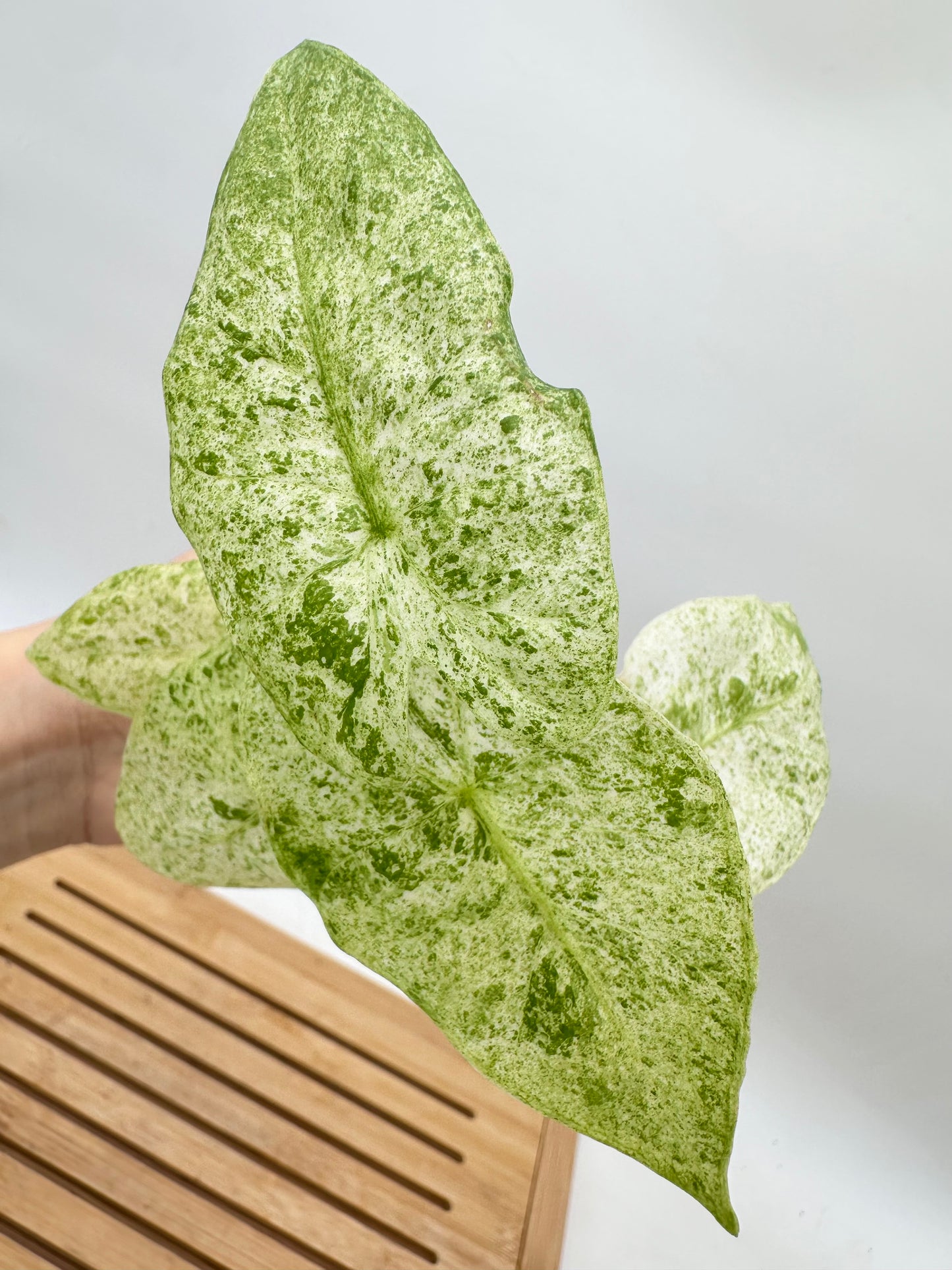 Alocasia Odora Batik