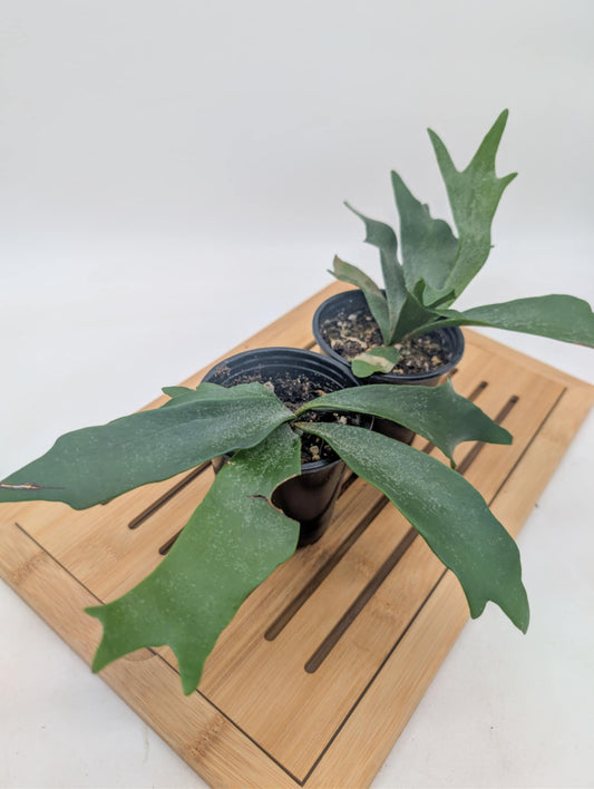 Staghorn Fern
