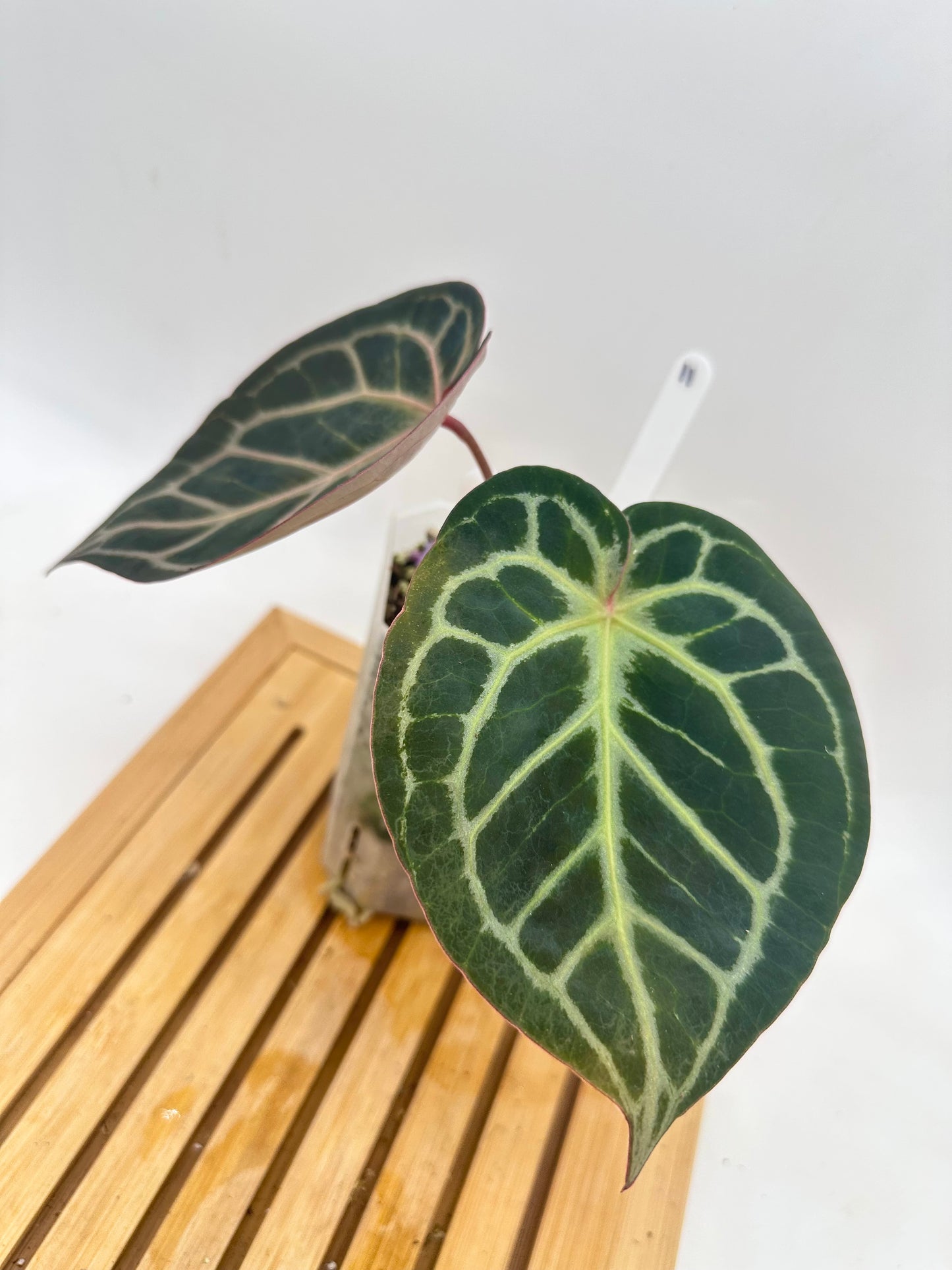 Anthurium King of Spades X Red Crystallinum