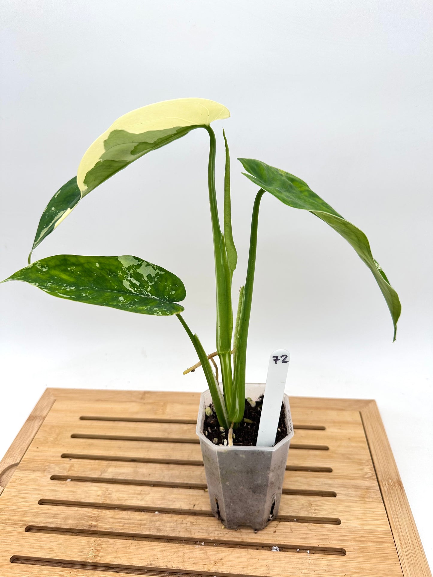 Syngonium Chiapense Albo Variegated