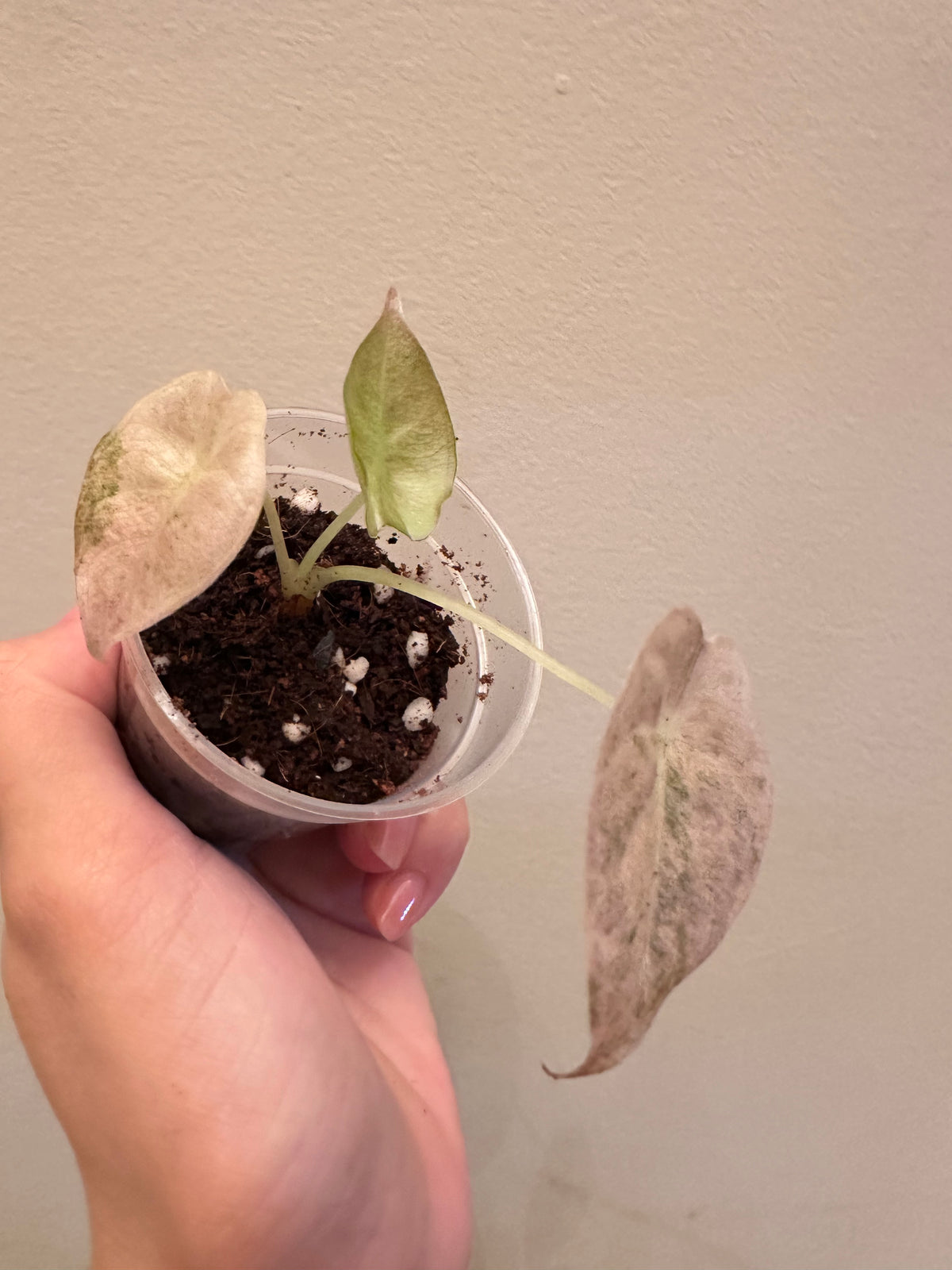 Alocasia Golden Bone Pink Mint Variegated - Small