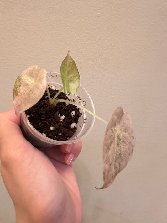 Alocasia Golden Bone Pink Mint Variegated - Small