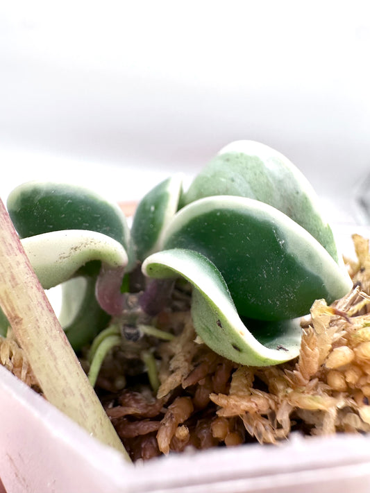 Hoya Hindu Rope Albomarginata - Clearance Sale 💚