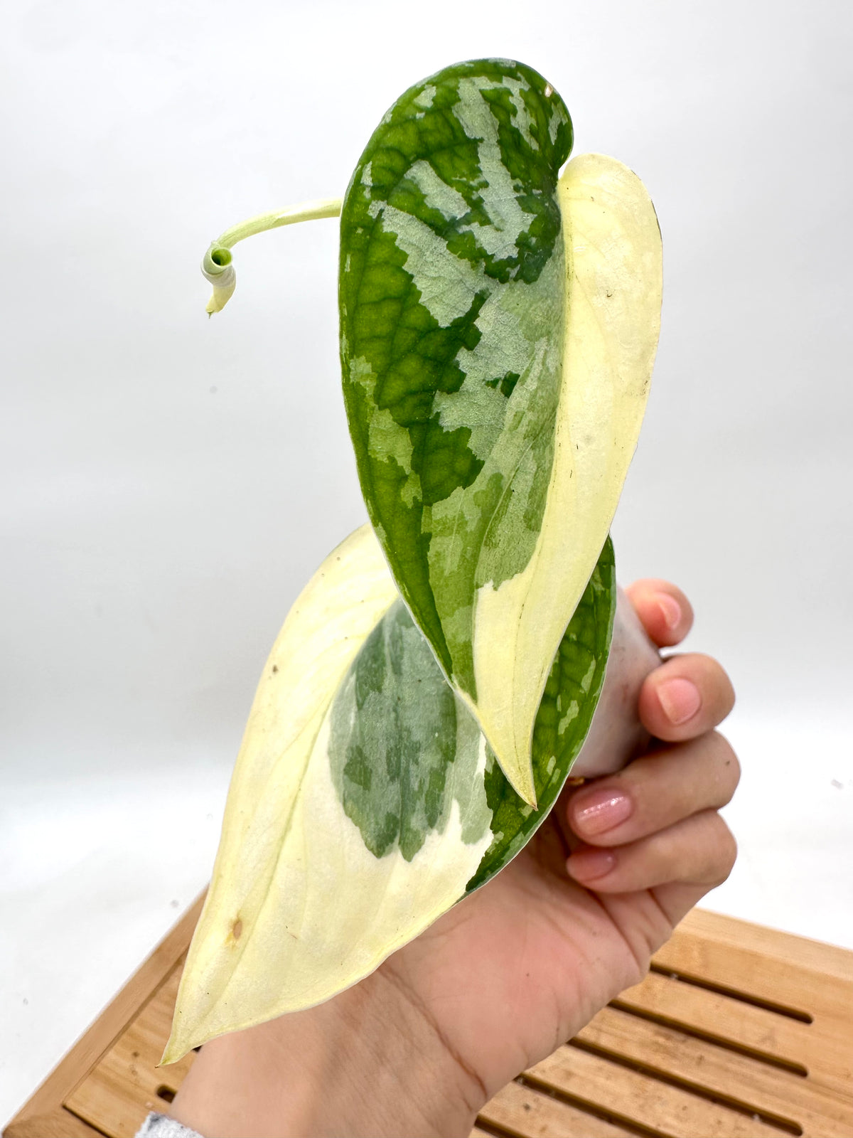 Scindapsus Mayari Variegated