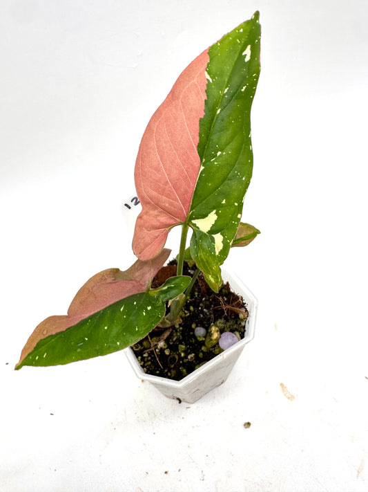 Syngonium Redspot Tri-Color Variegated 012
