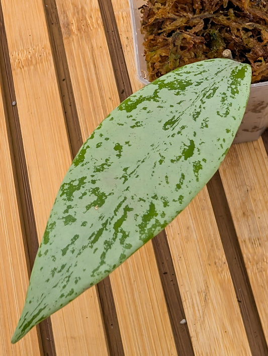 Hoya Publicalyx Silver Ghost