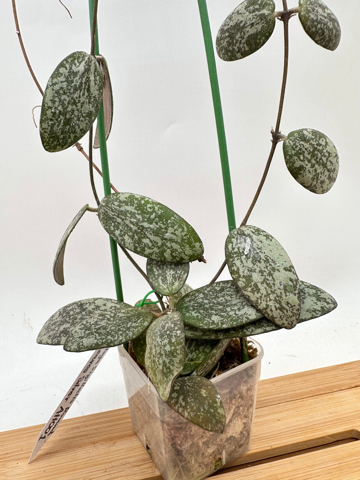 Hoya Sigillatis AH001 Round Leaf Silver