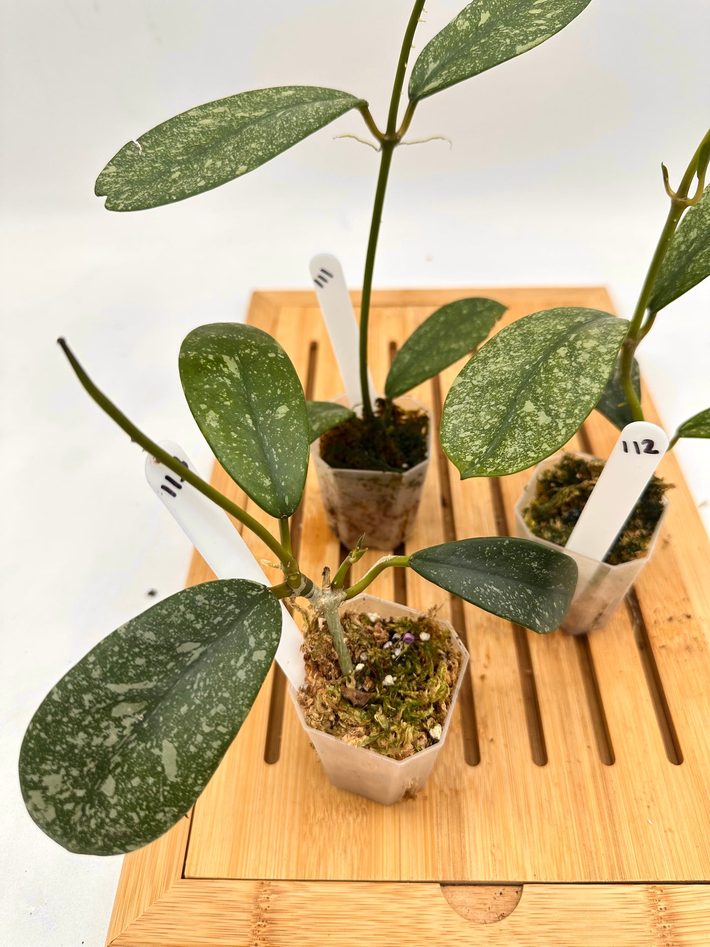 Hoya Diversifolia Splash 111 112 113