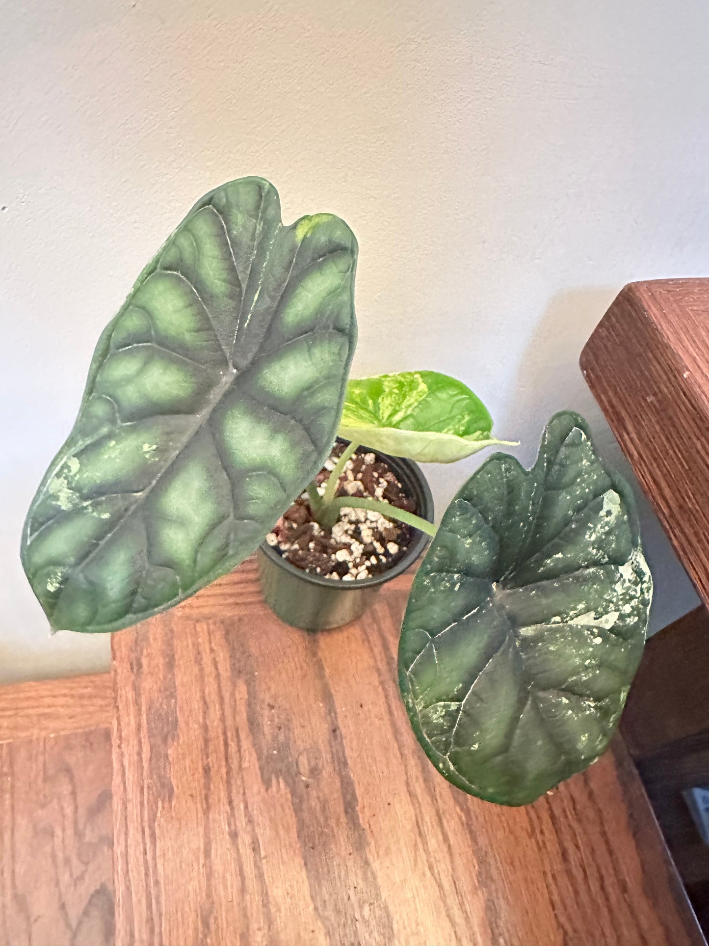 Alocasia Dragon Scale Albo Variegated