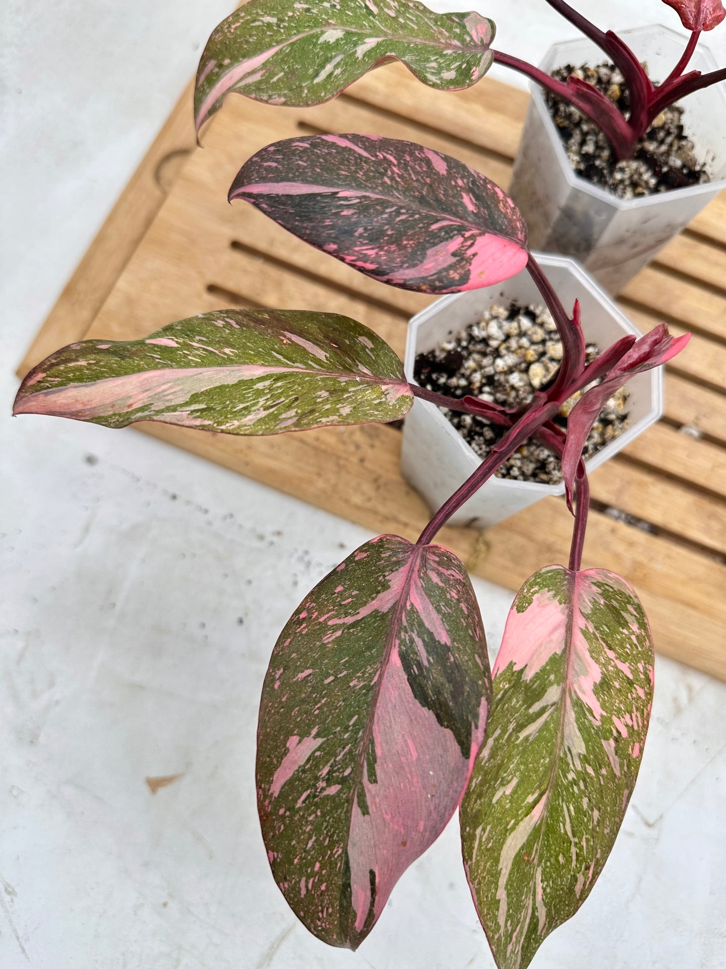 Philodendron Pink Princess Marble Galaxy from Thailand