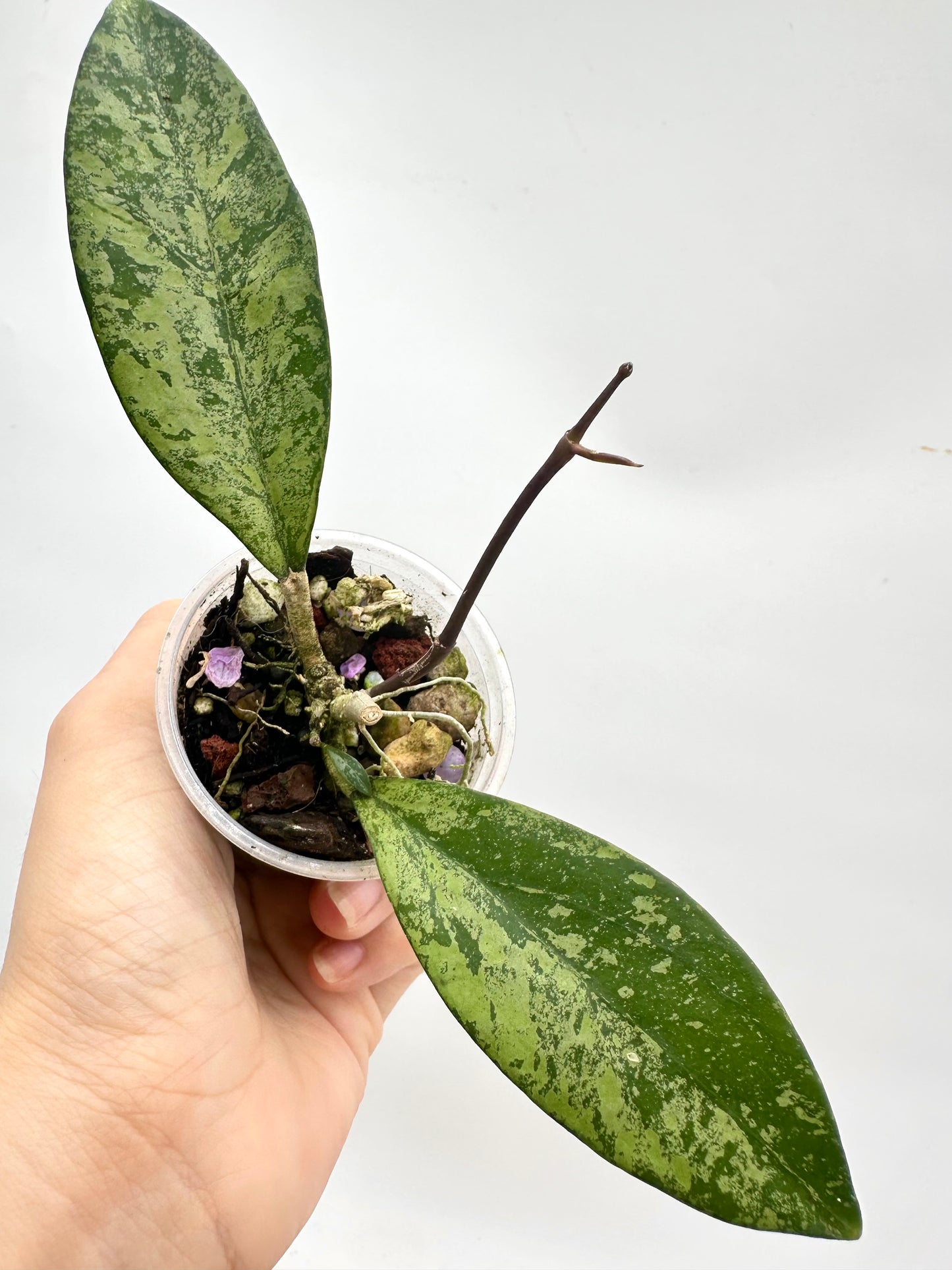 Hoya Crassipetiolata x Michelle Clone #2- Multiple Growths
