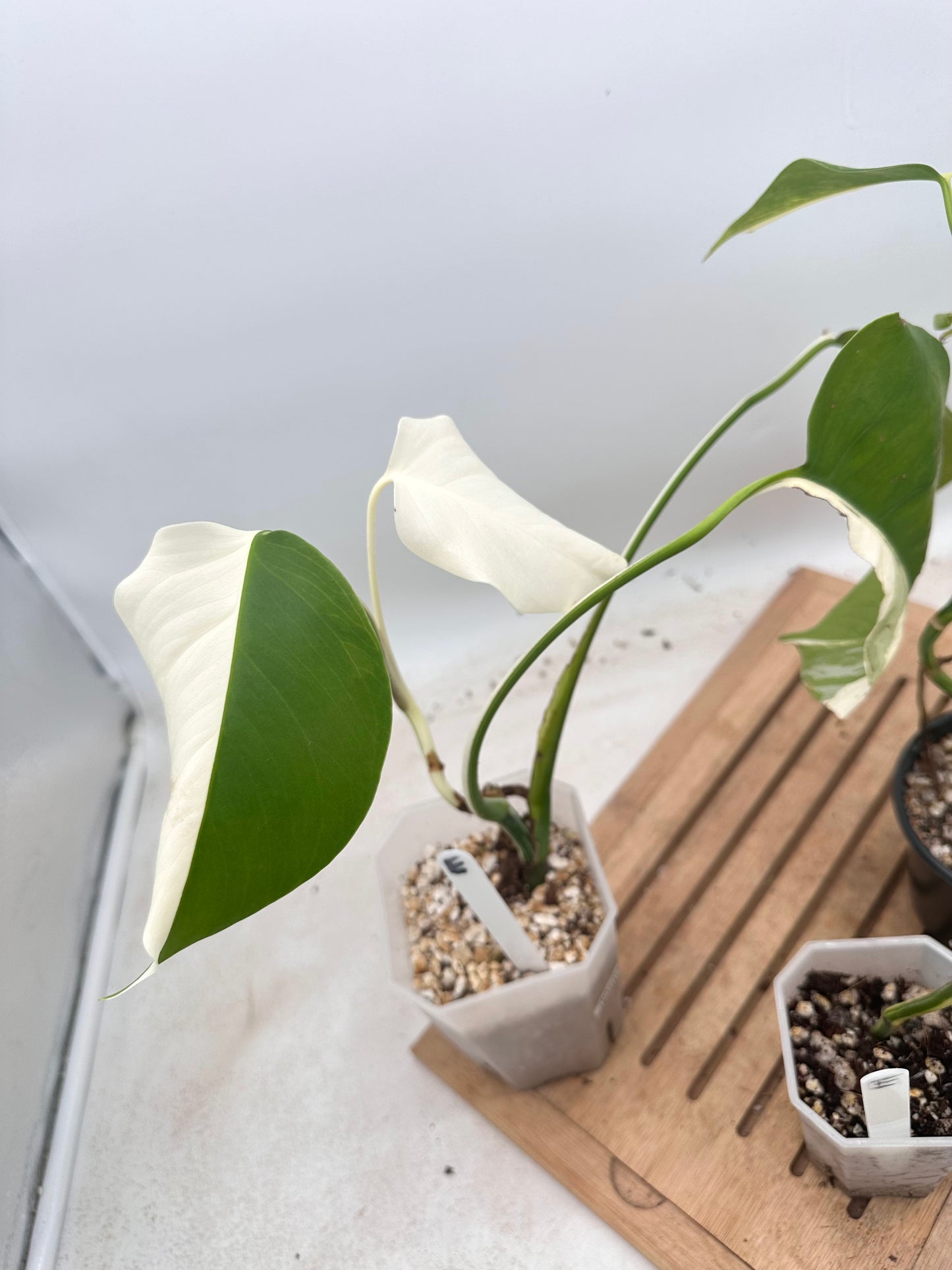 Combo Sale - Monstera Borsigiana Albo & Lechleriana Albo & Borsiginana Aurea